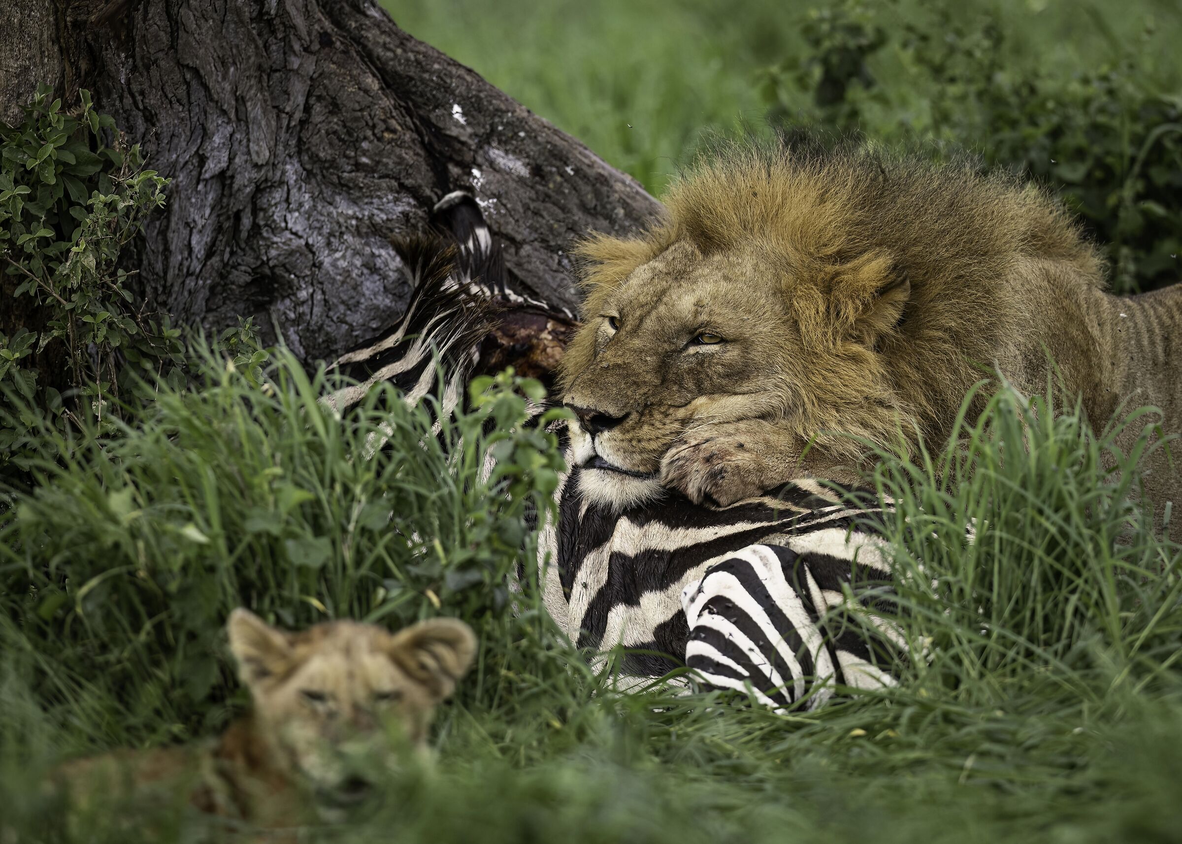 Il riposo del Guerriero