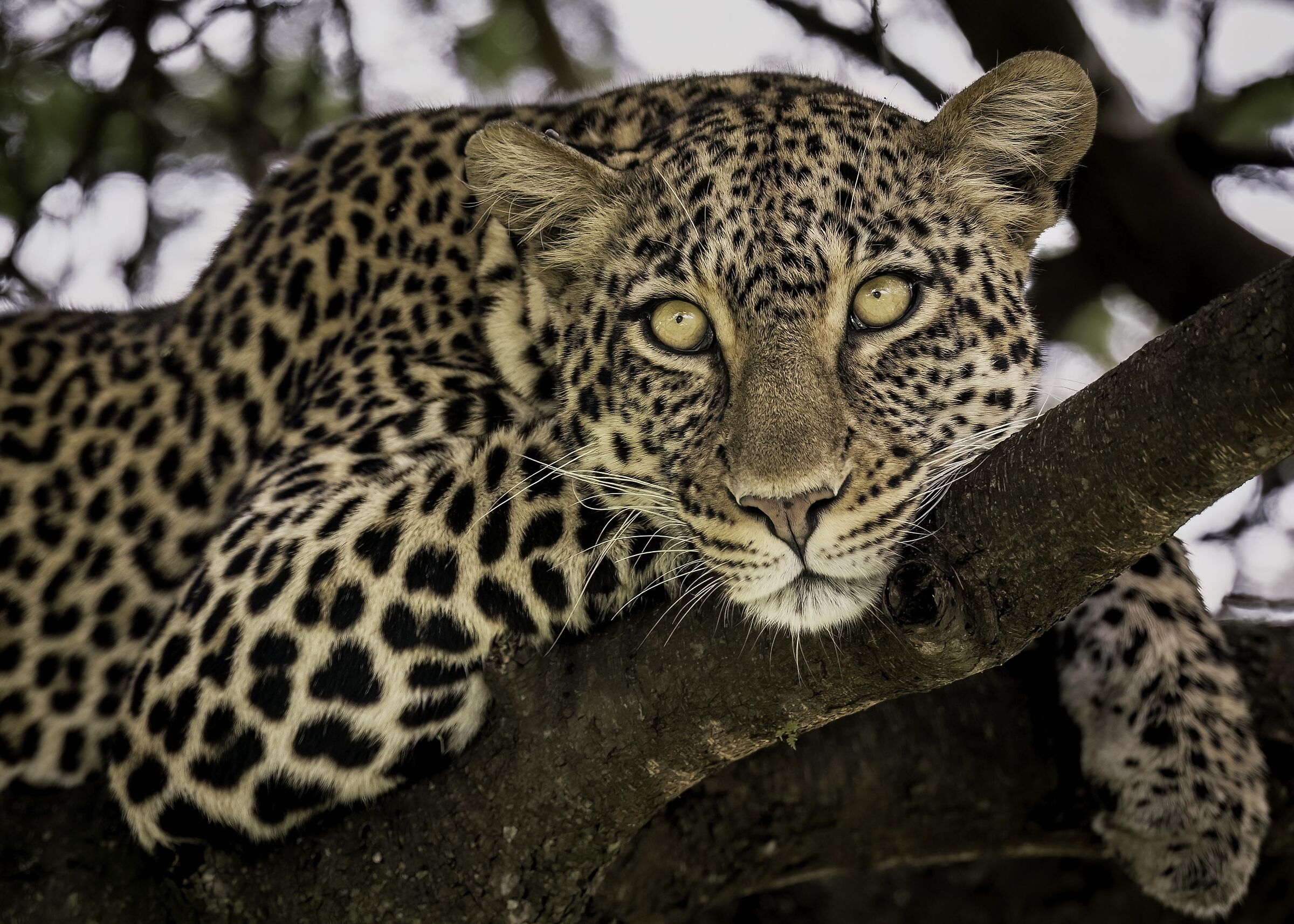 Panthera pardus