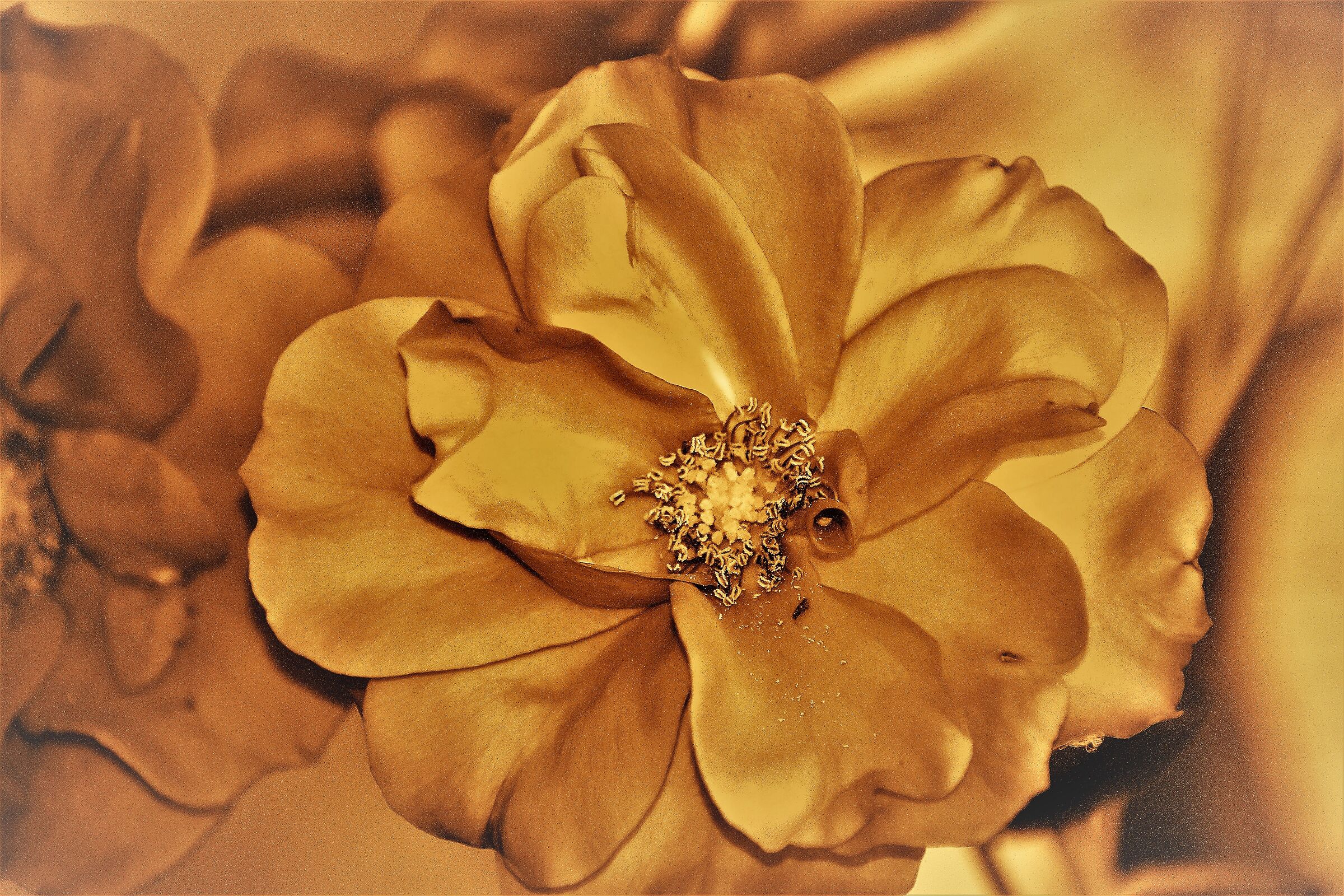 Rosa 24 K