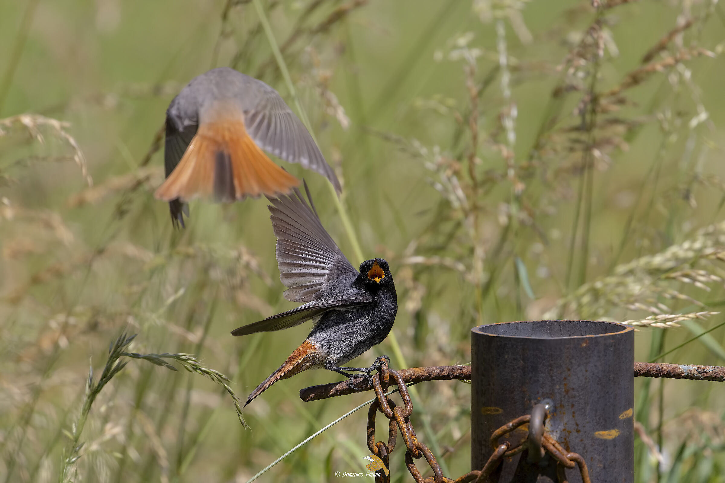 codirosso spazzacamino