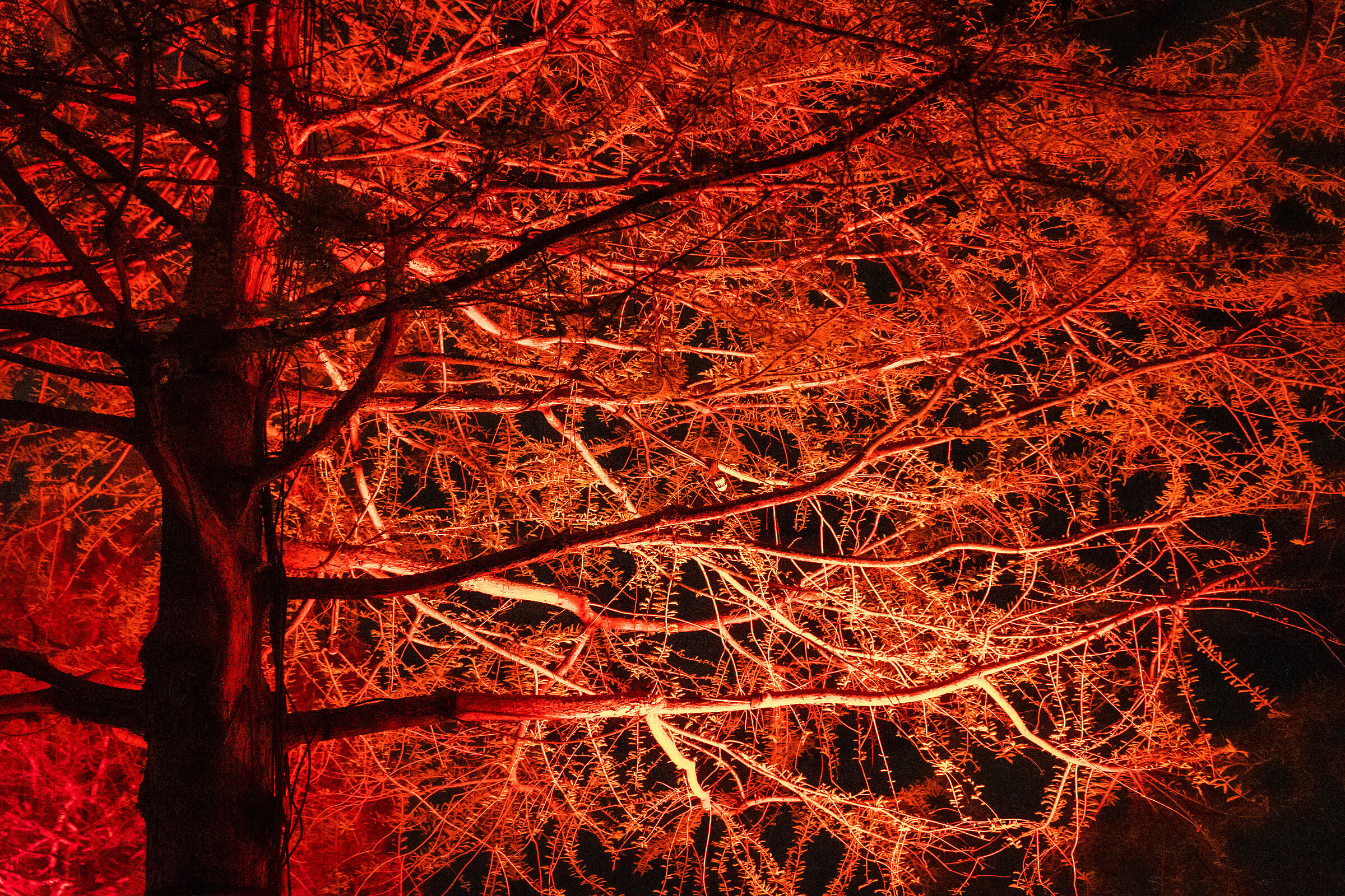 Tree with light