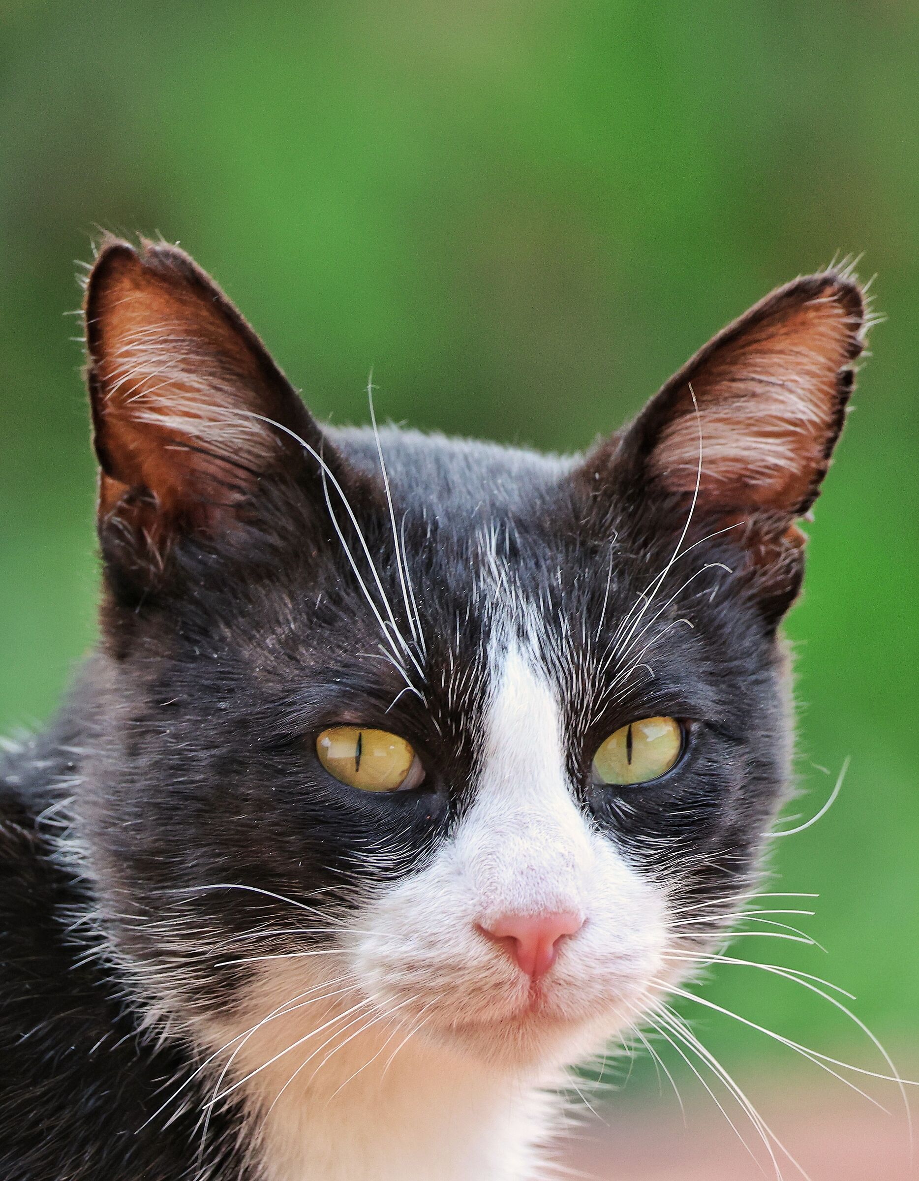 The Hooligan _ Freddy