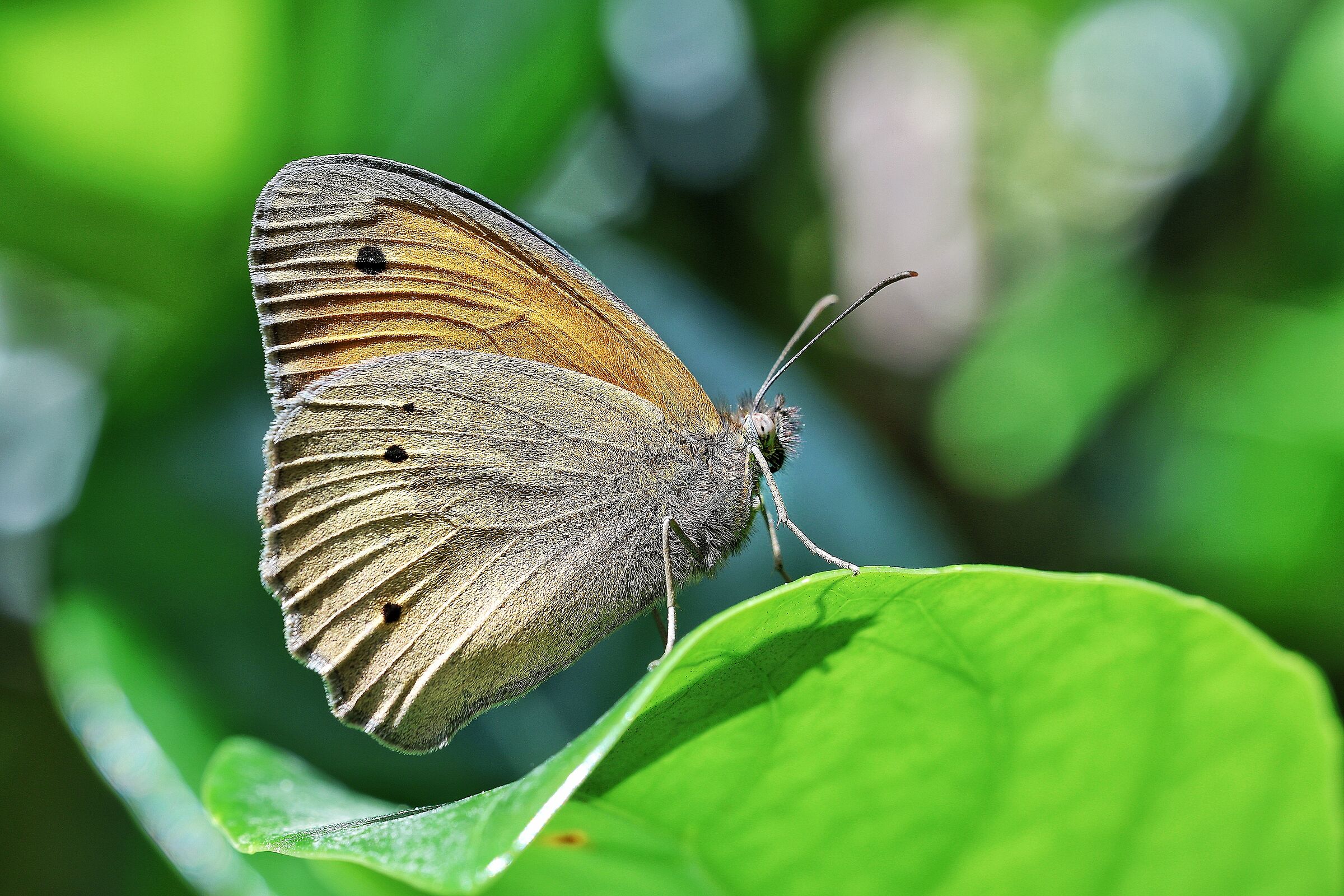 Maniola jurtina