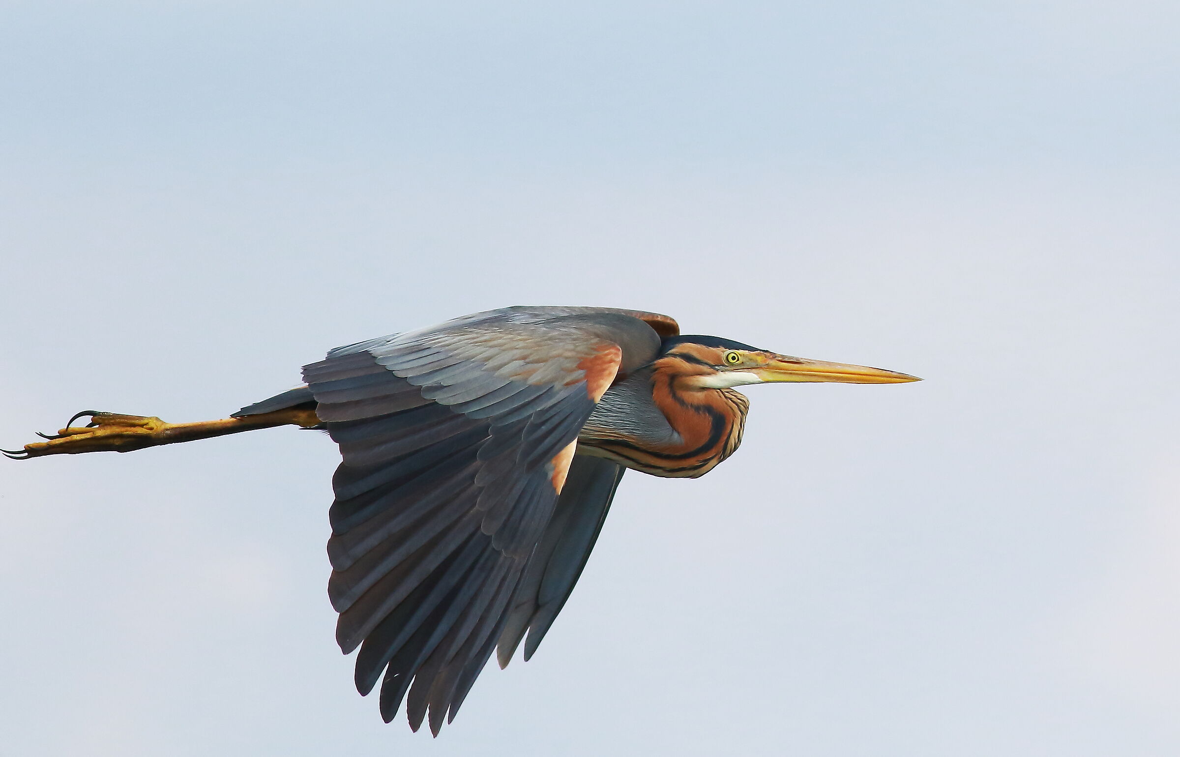 Purple heron in flight