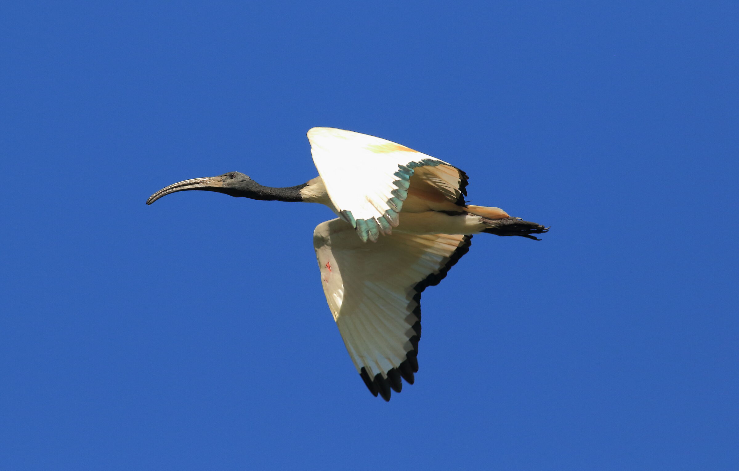 Sacred Ibis