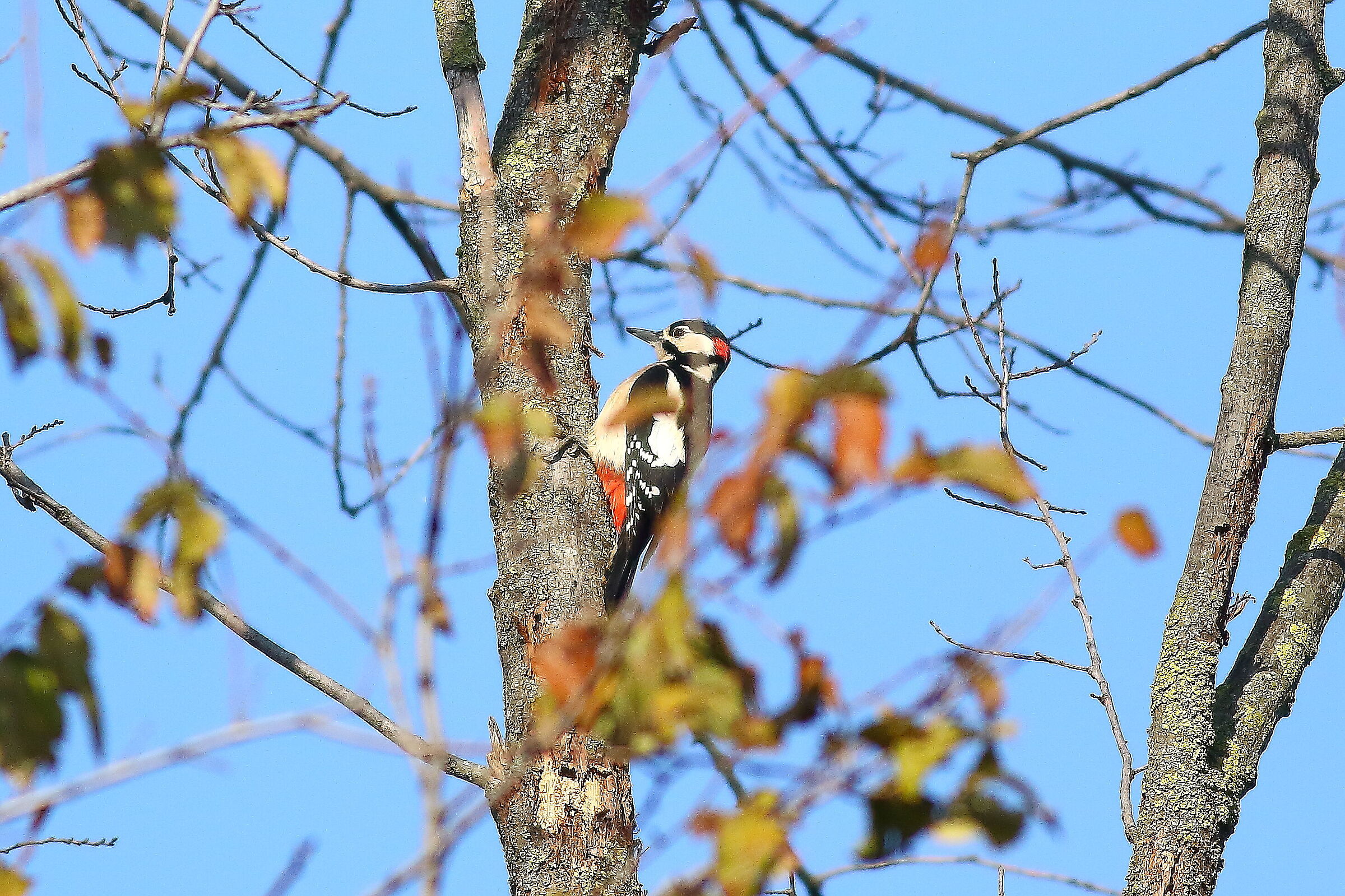 Great spotted woodpecker m.