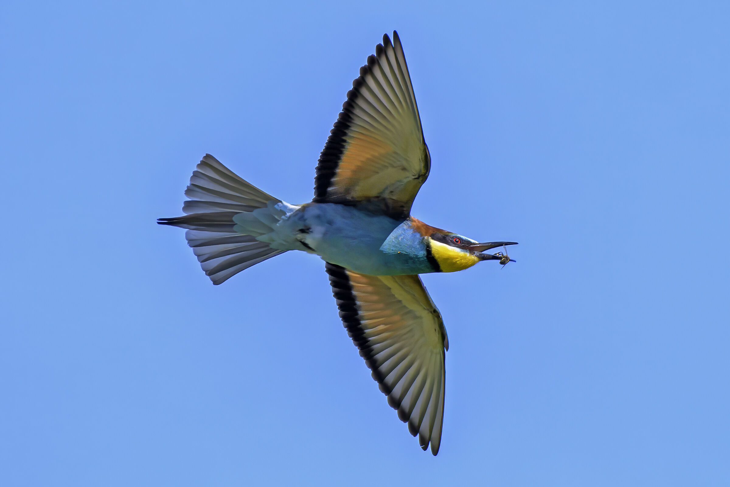 The Bee Eater