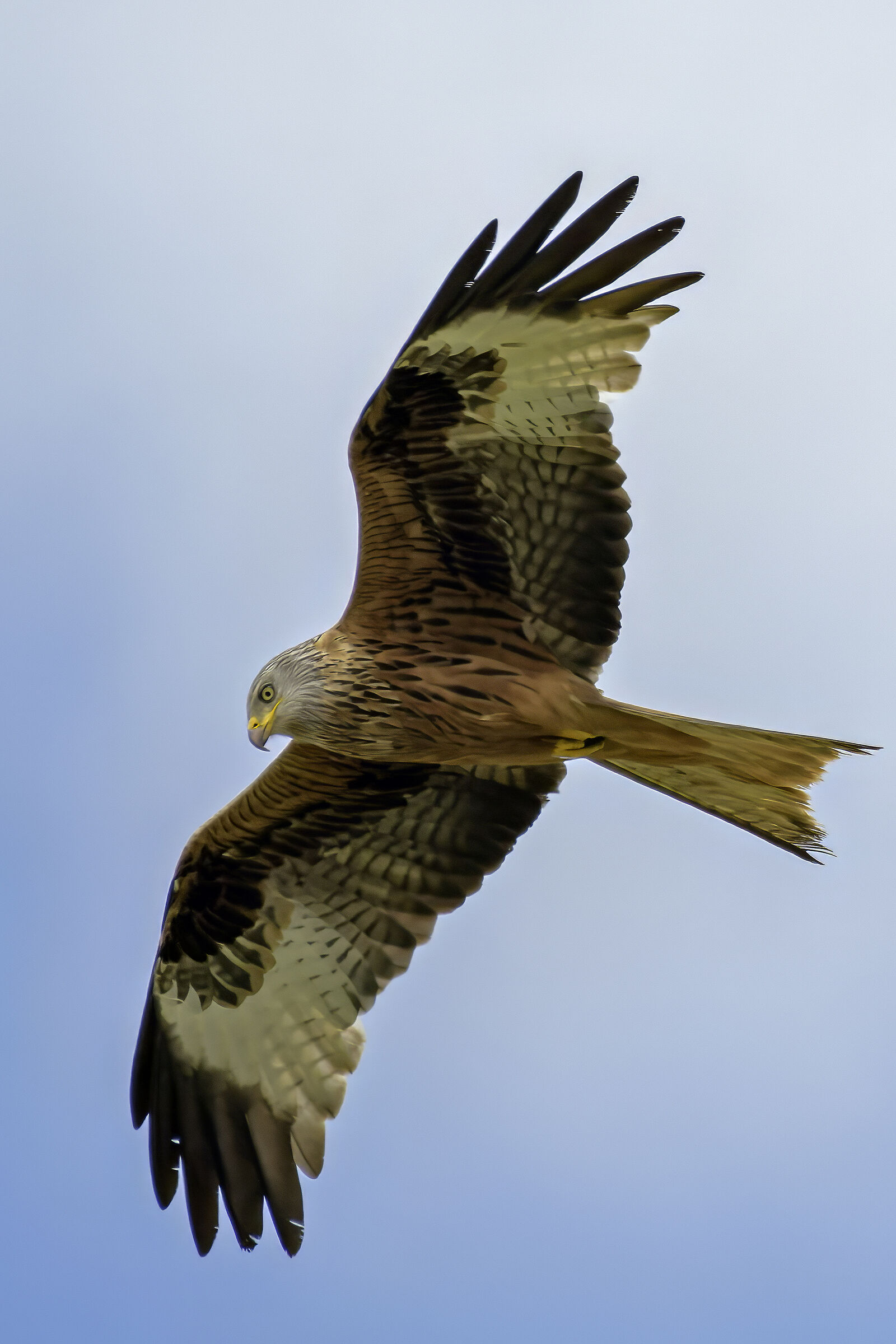 Red Kite . Red kite