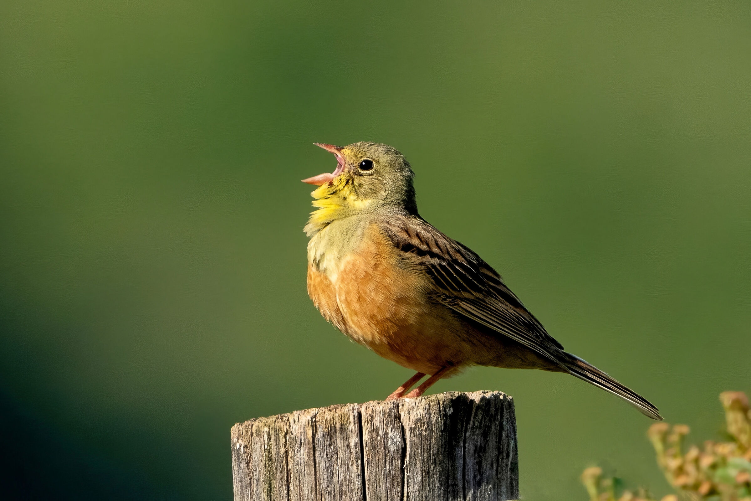 Ortolano (Emberiza hortulana)