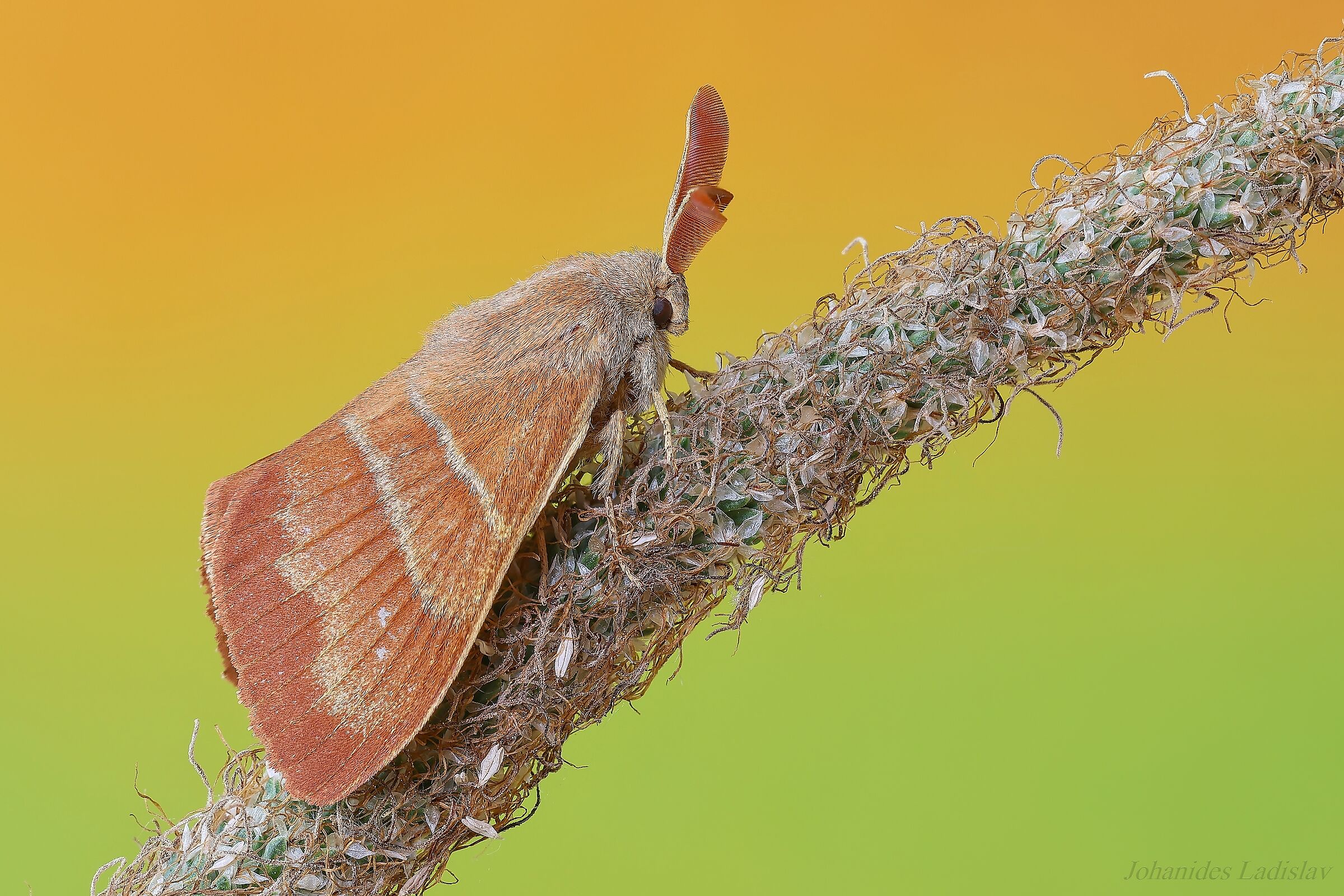 Macrothylacia rubi (maschio)