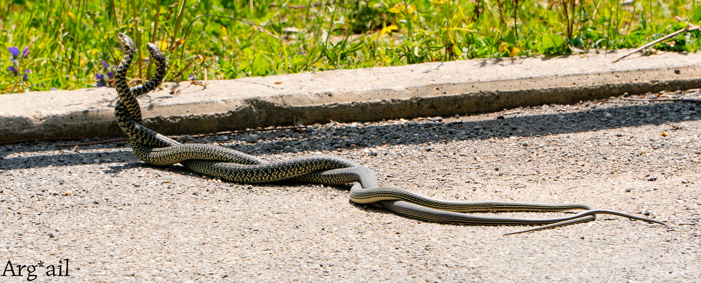 Snakes in love