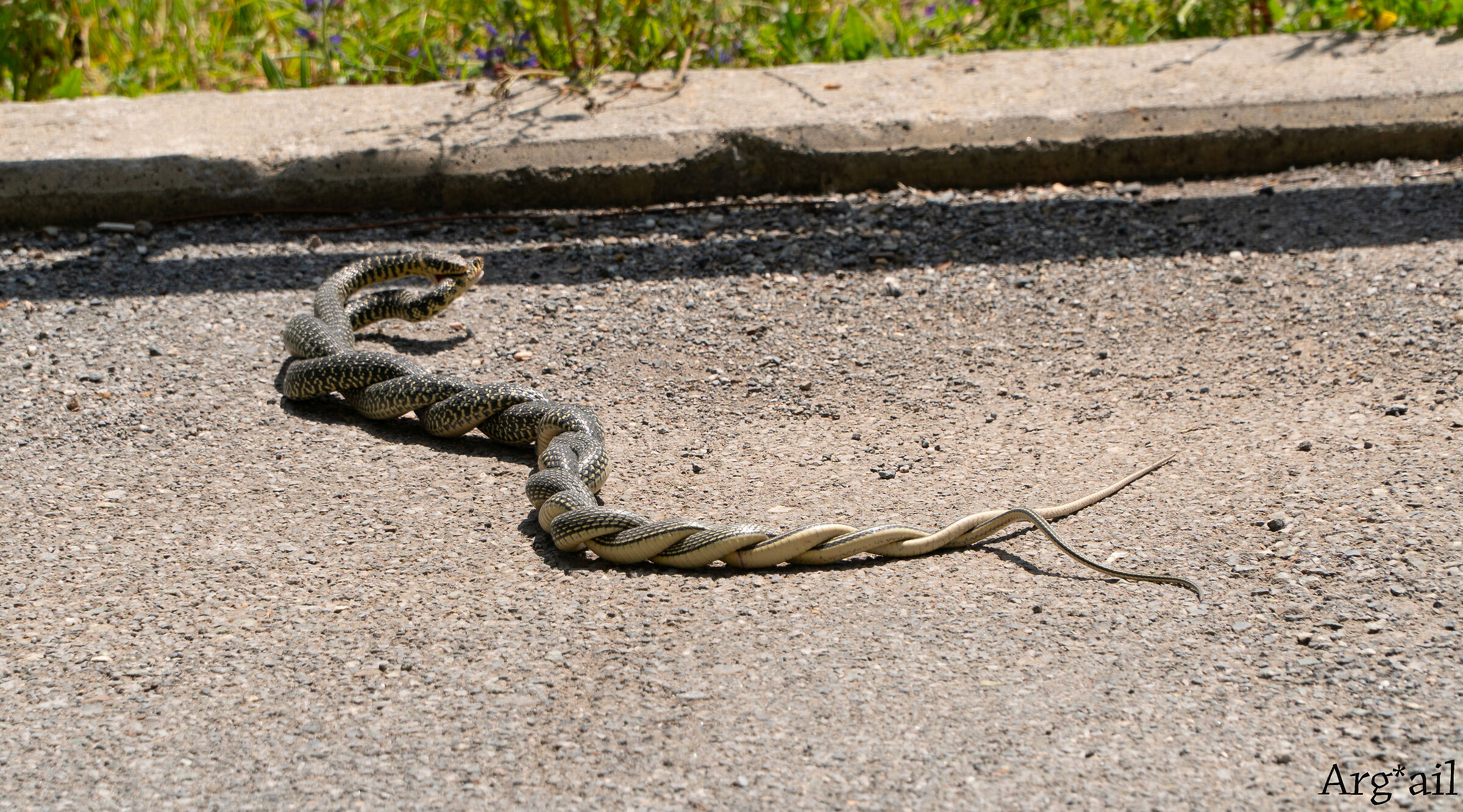 Snakes in love