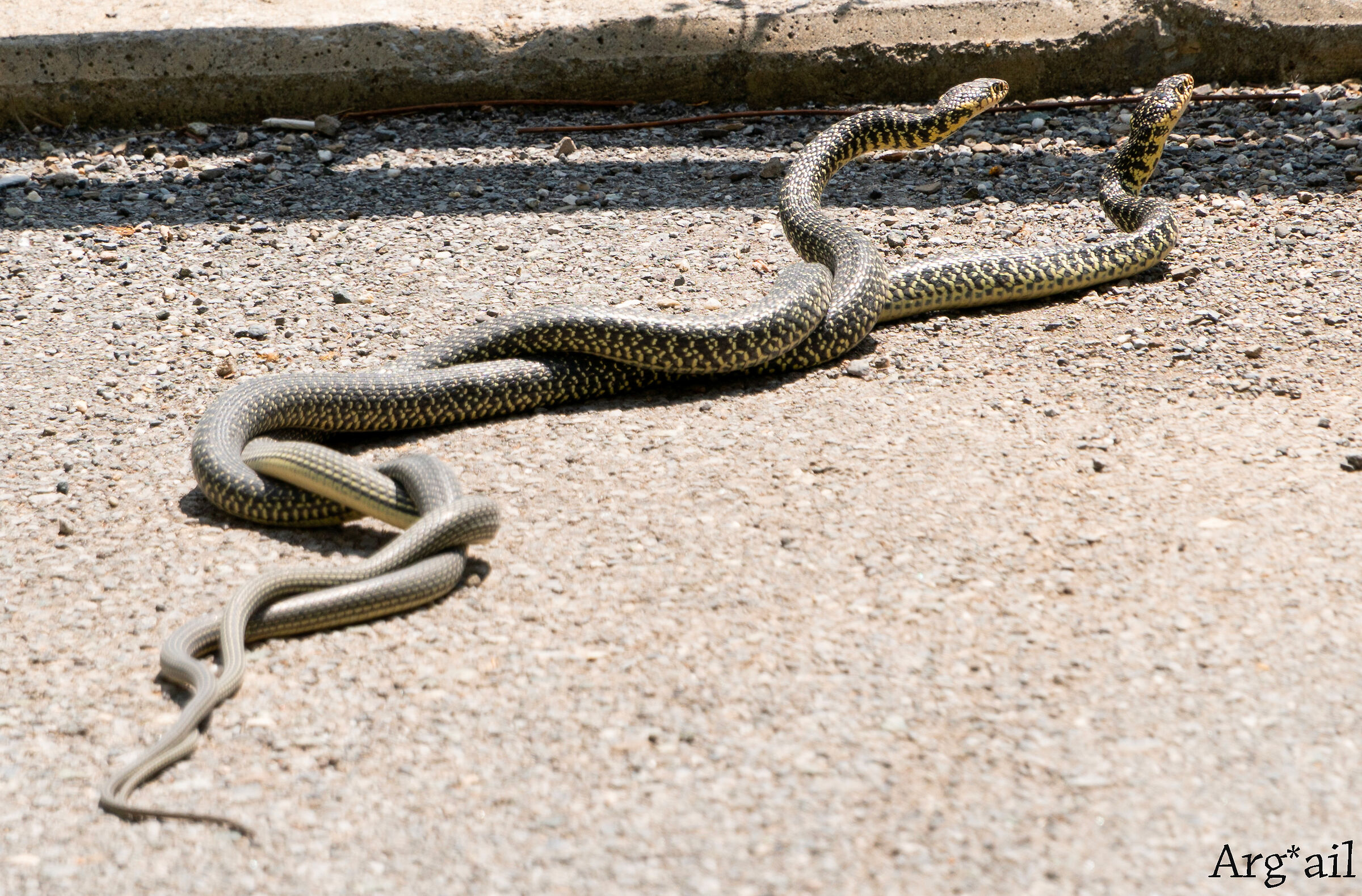 Snakes in love