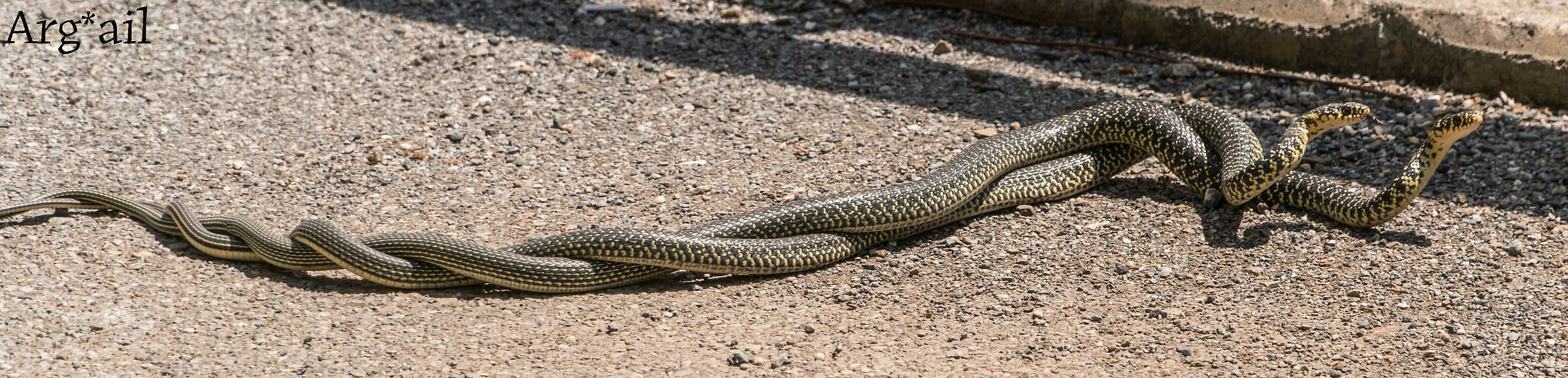 Snakes in love