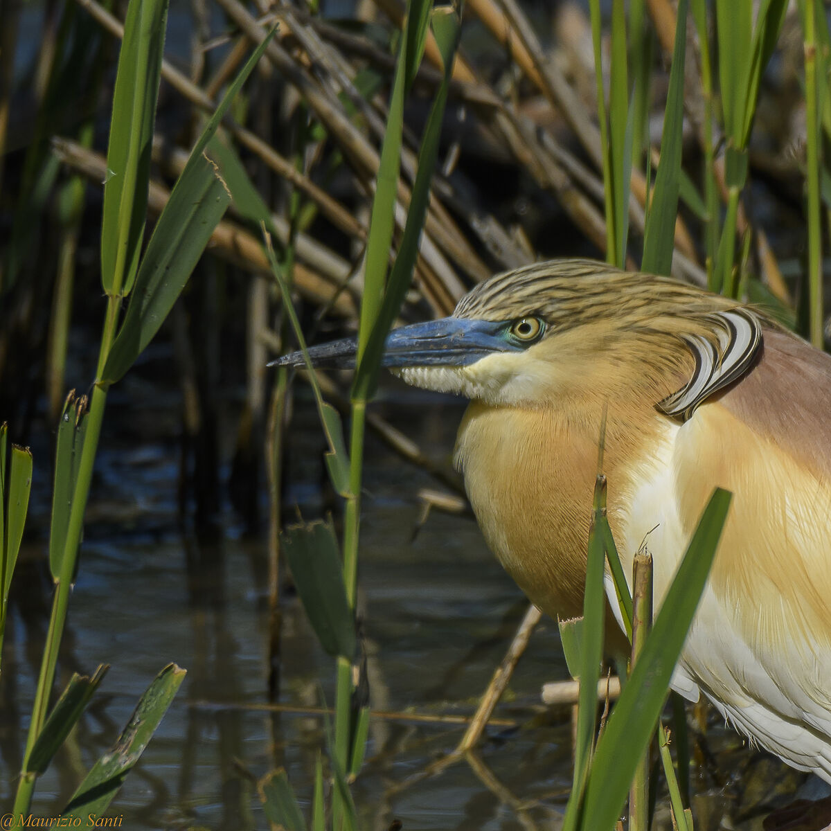 Sgarza ciuffetto (particolare)