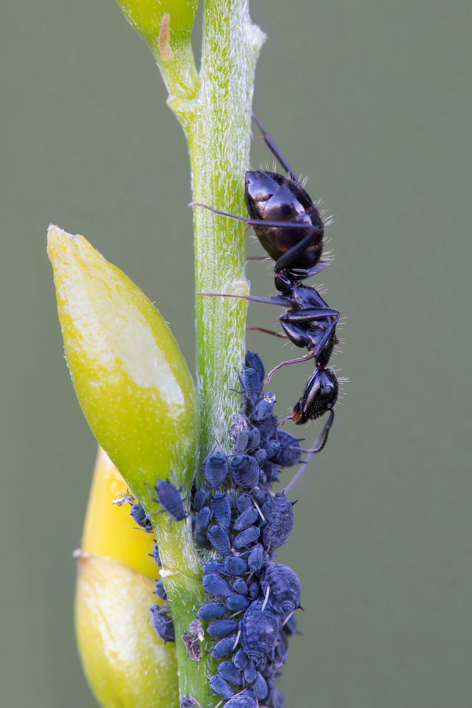 Let's go and feed the cows