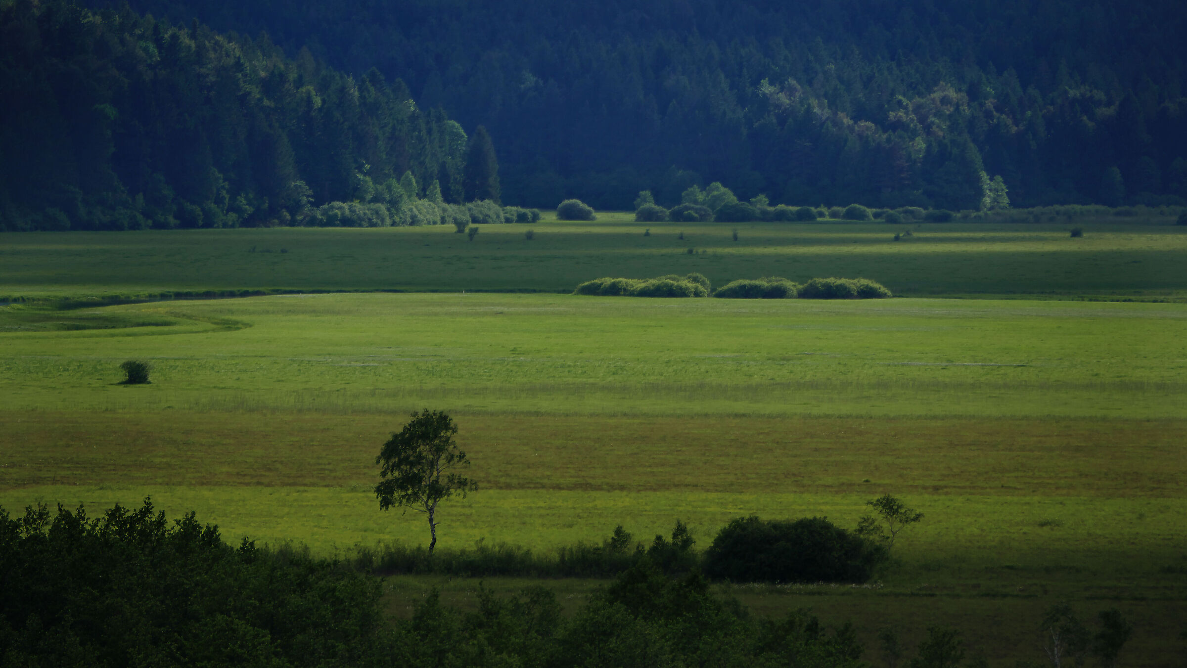 Green grass of home