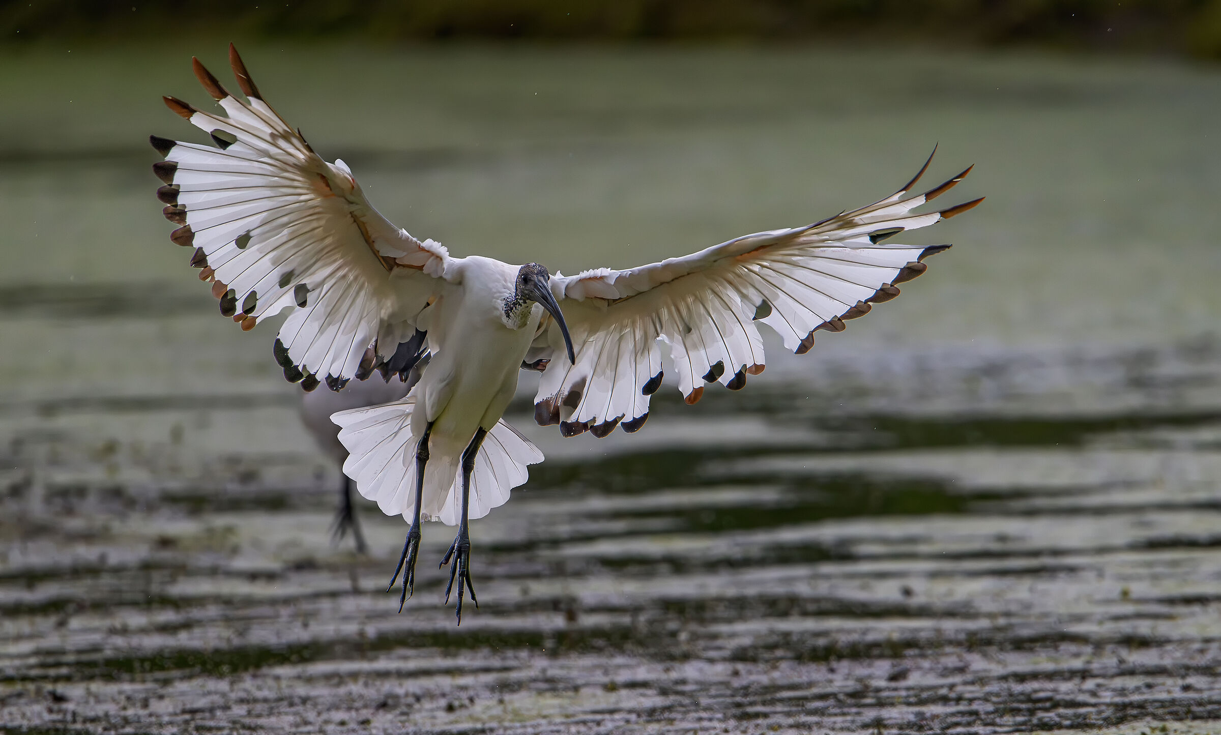 Sacred Ibis