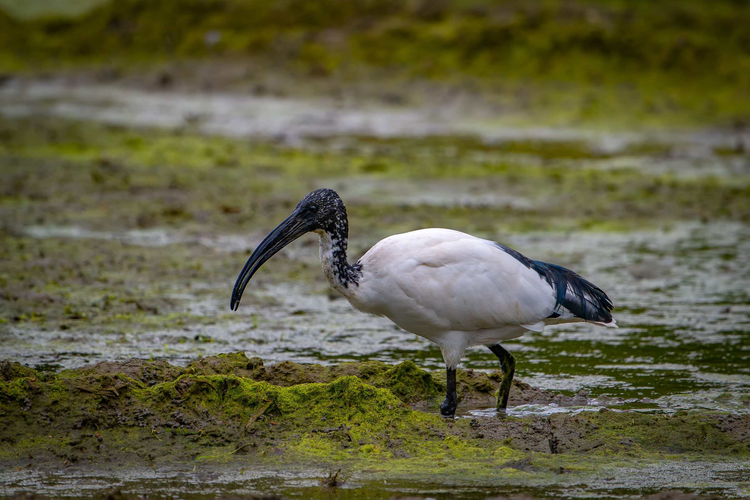 Sacred Ibis
