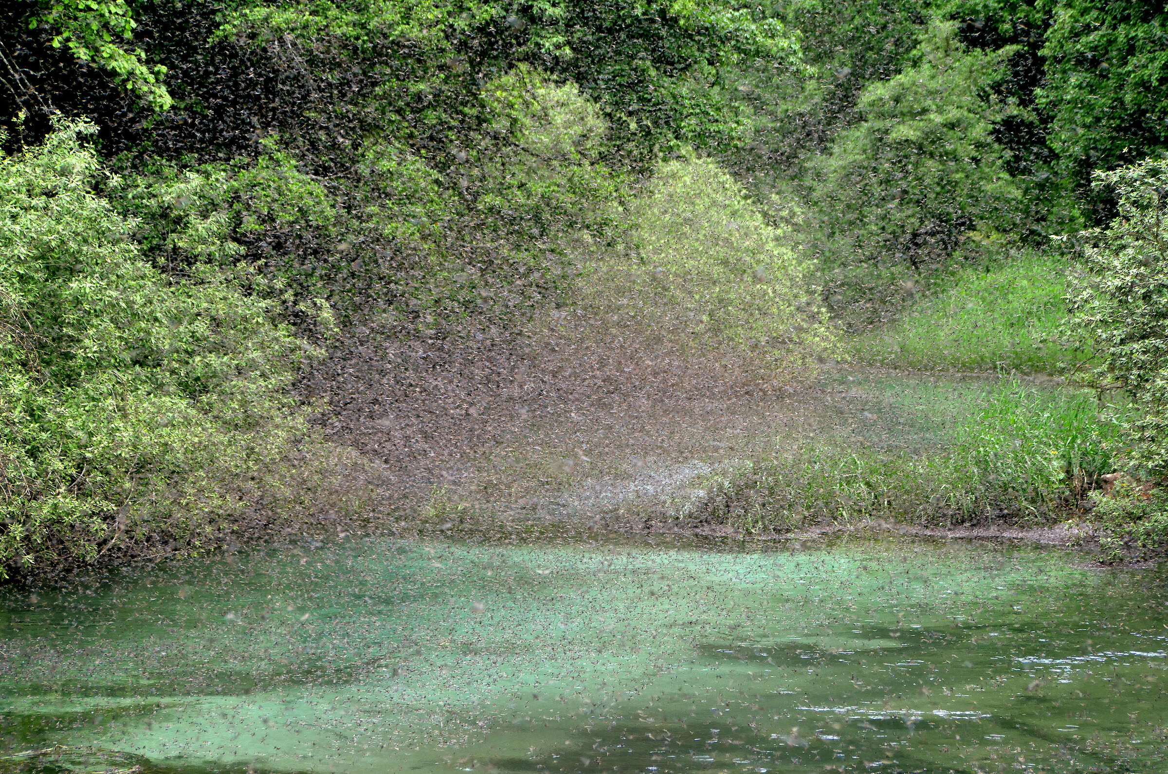Mayfly