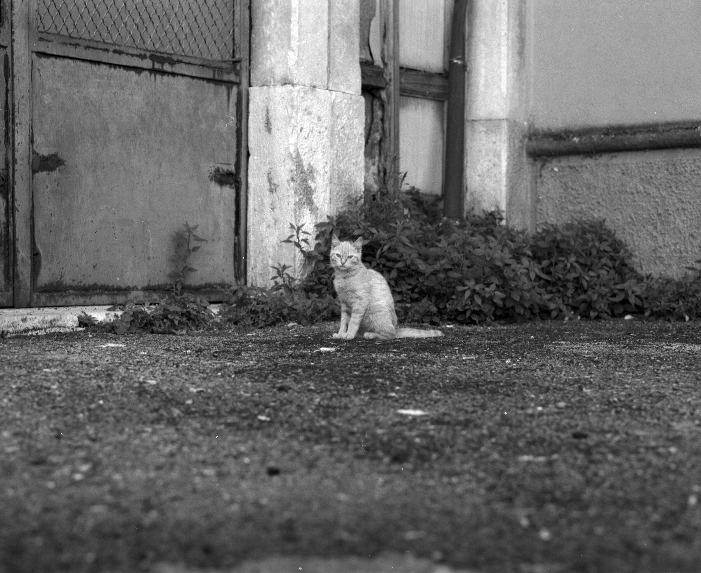 micio macio