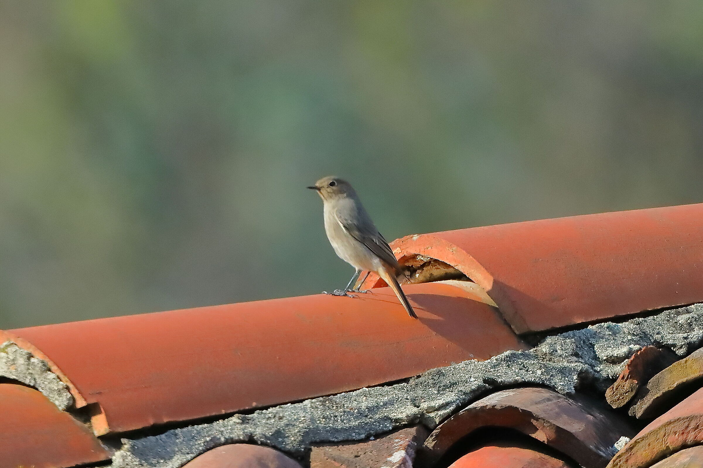 Redstart F 16 March 2024 - 0039