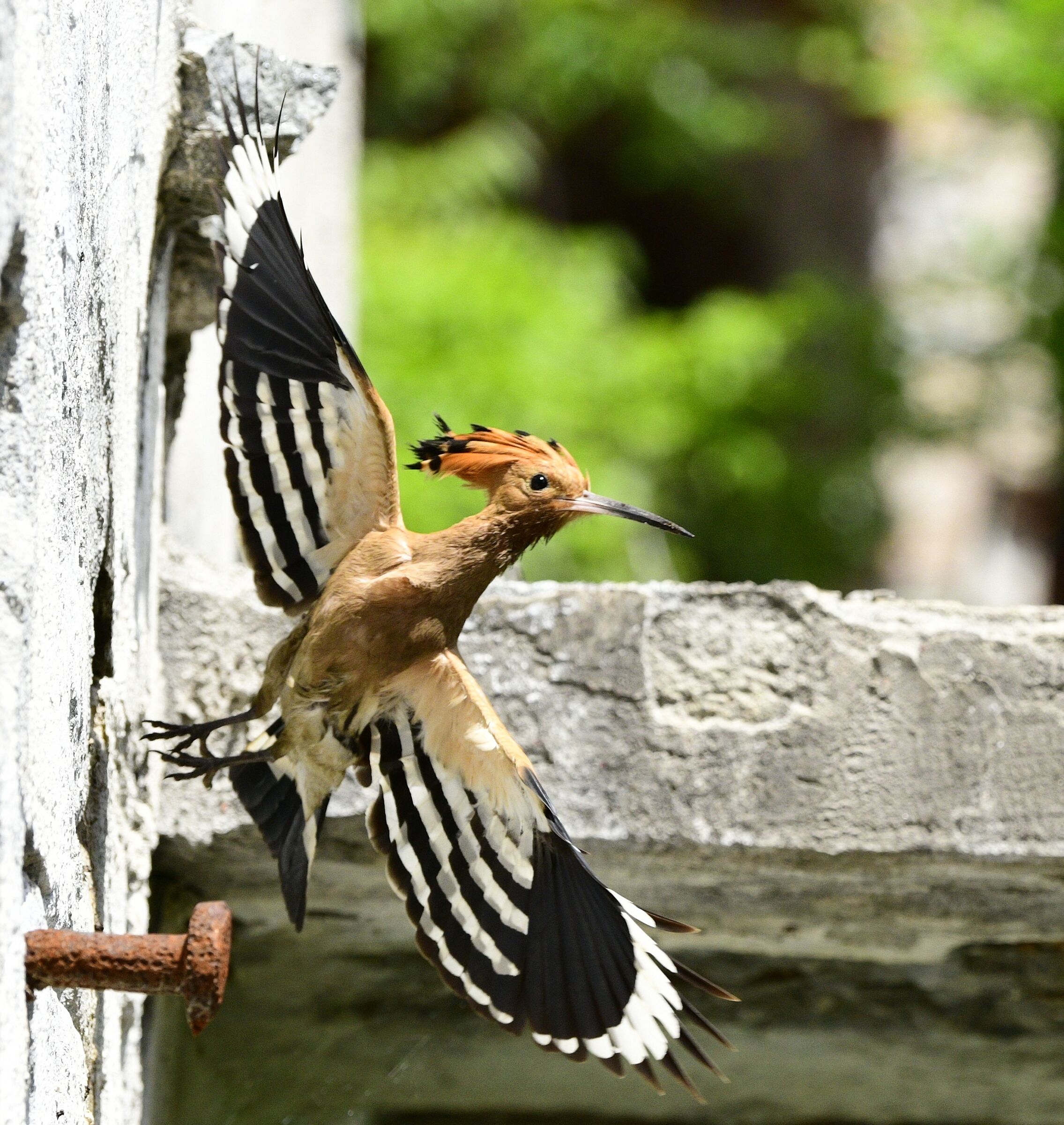 Hoopoe