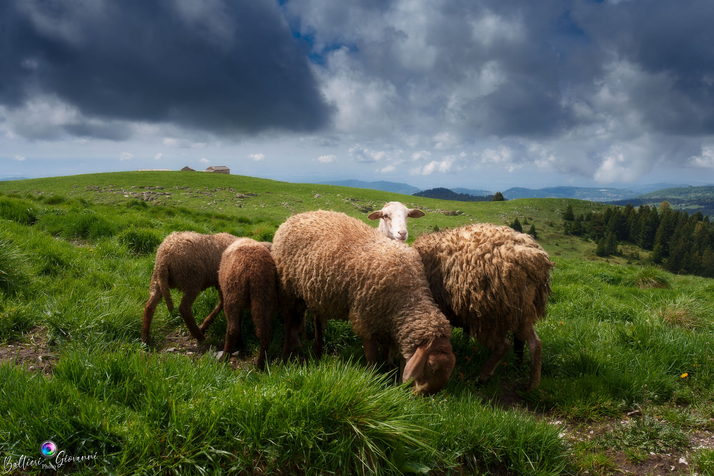 Grazing sheep