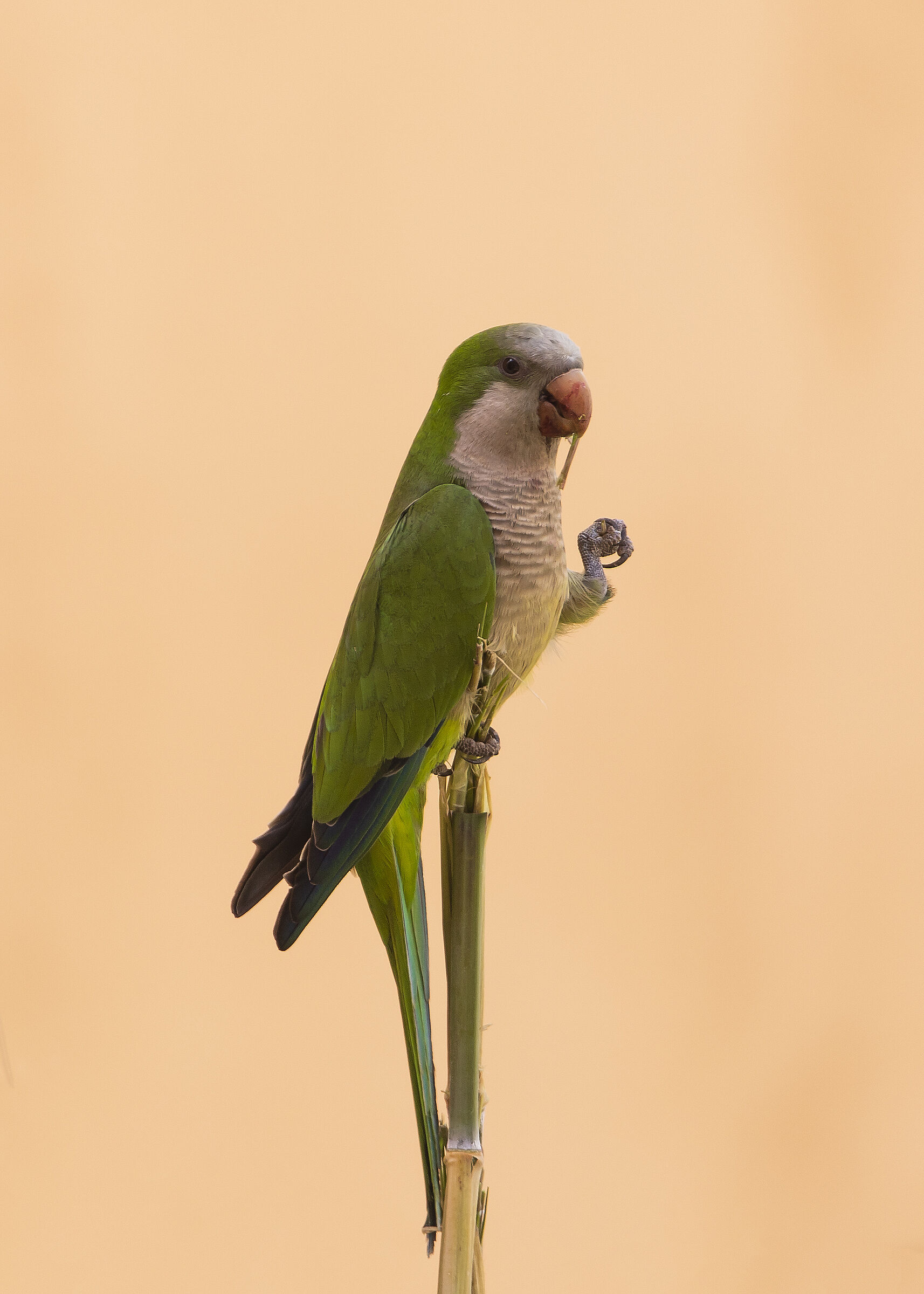 Parakeet...