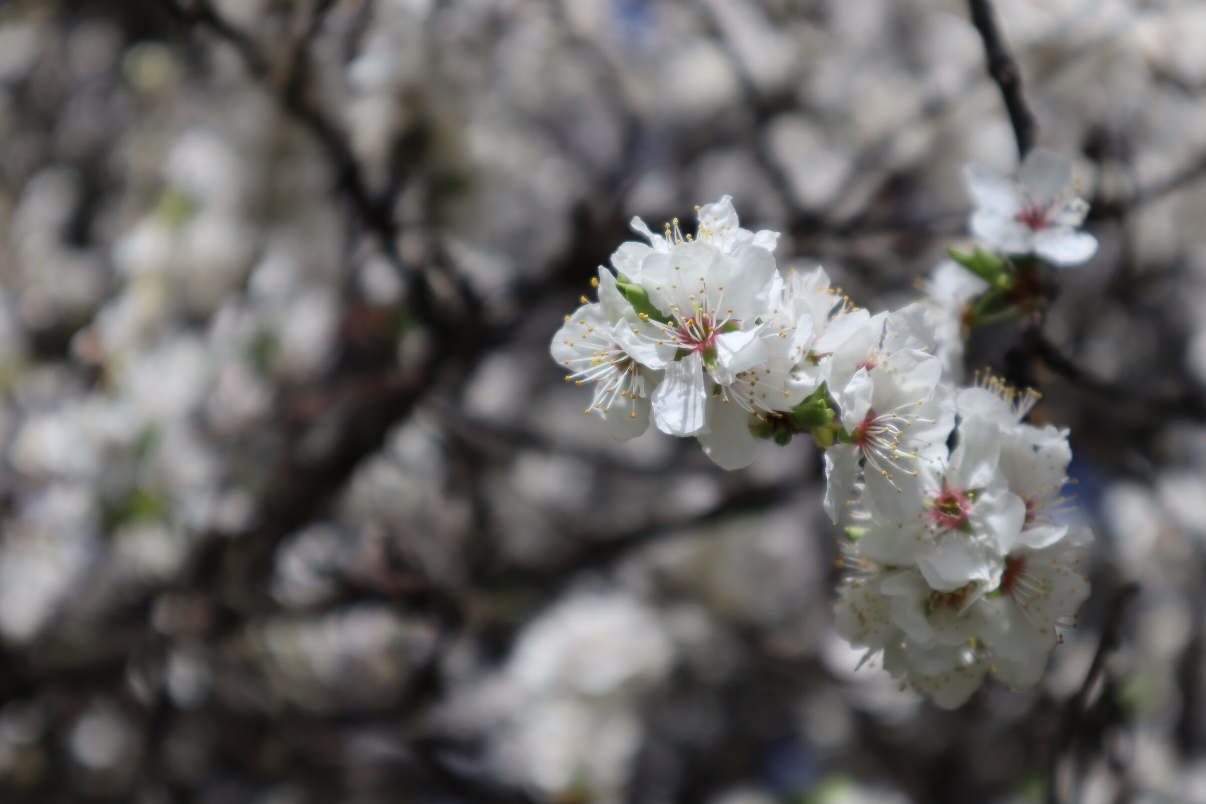Plum blossom