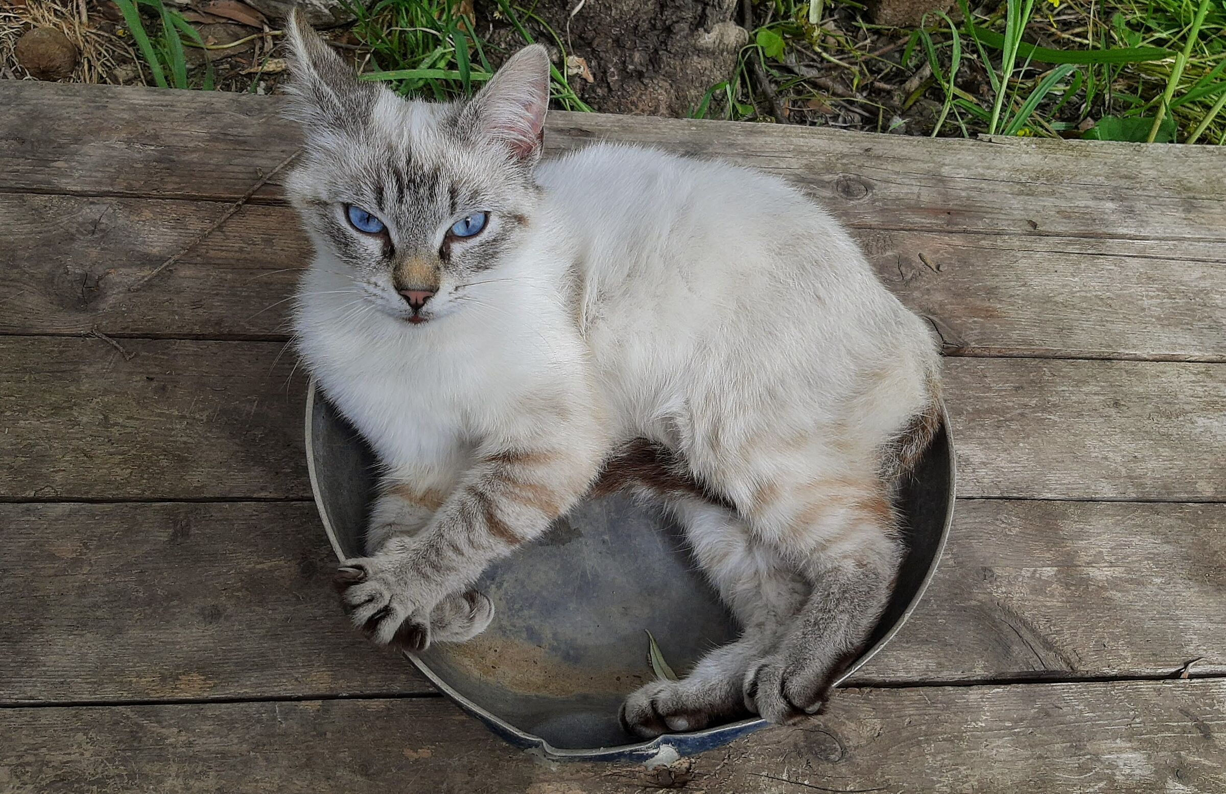 Gatto in " padella " ...