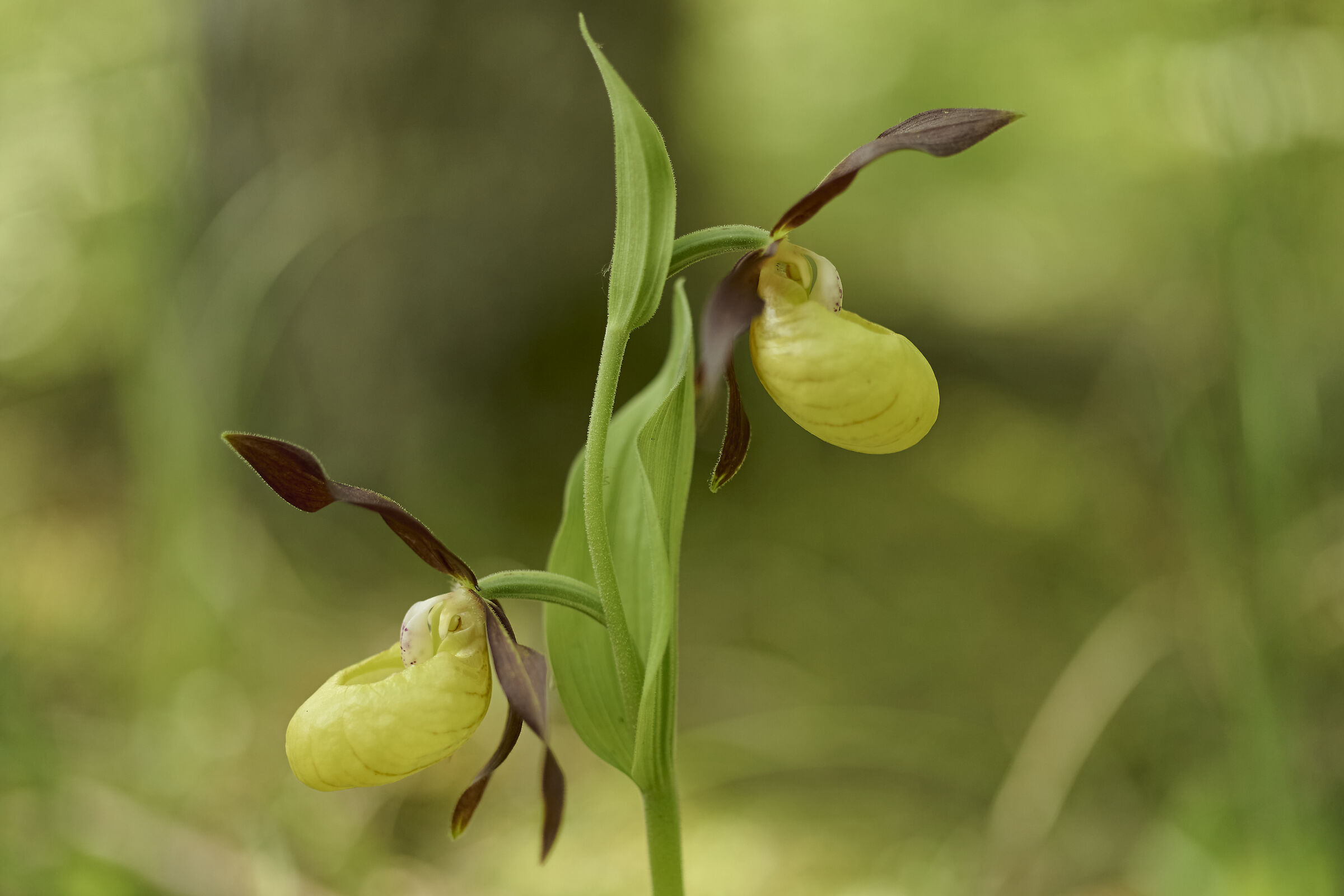 Cypripedium calceolus