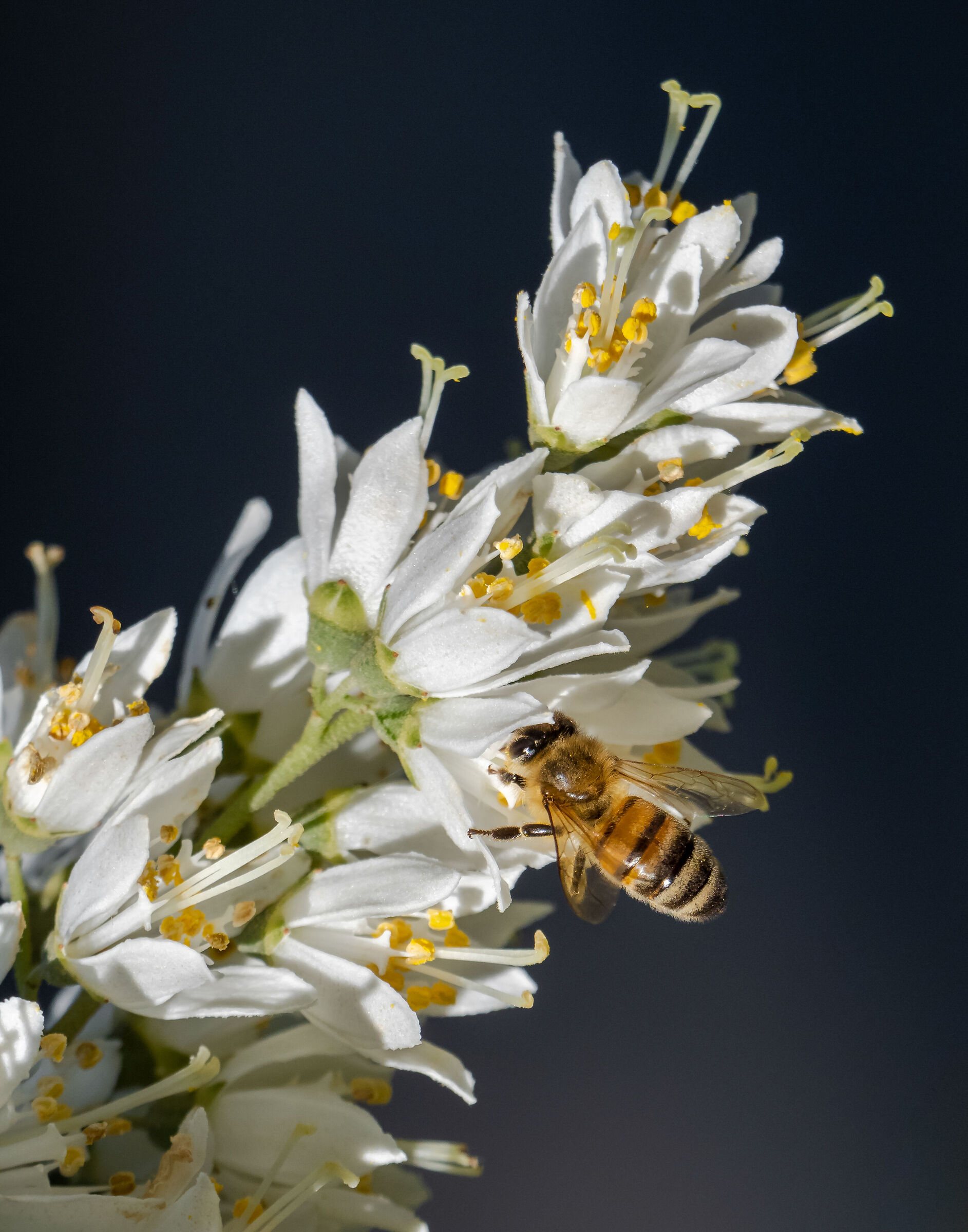 As long as there are bees, there is hope