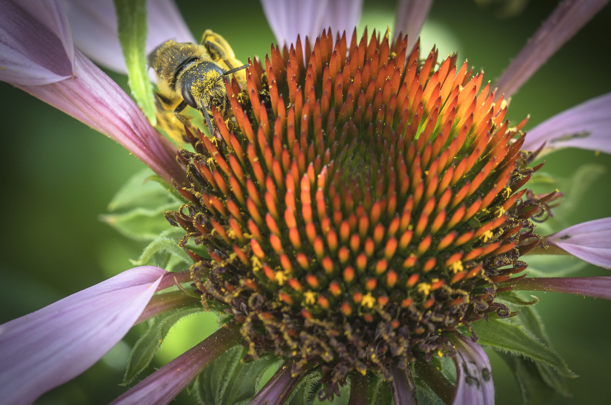 Echinacea Purpurea (with bee)