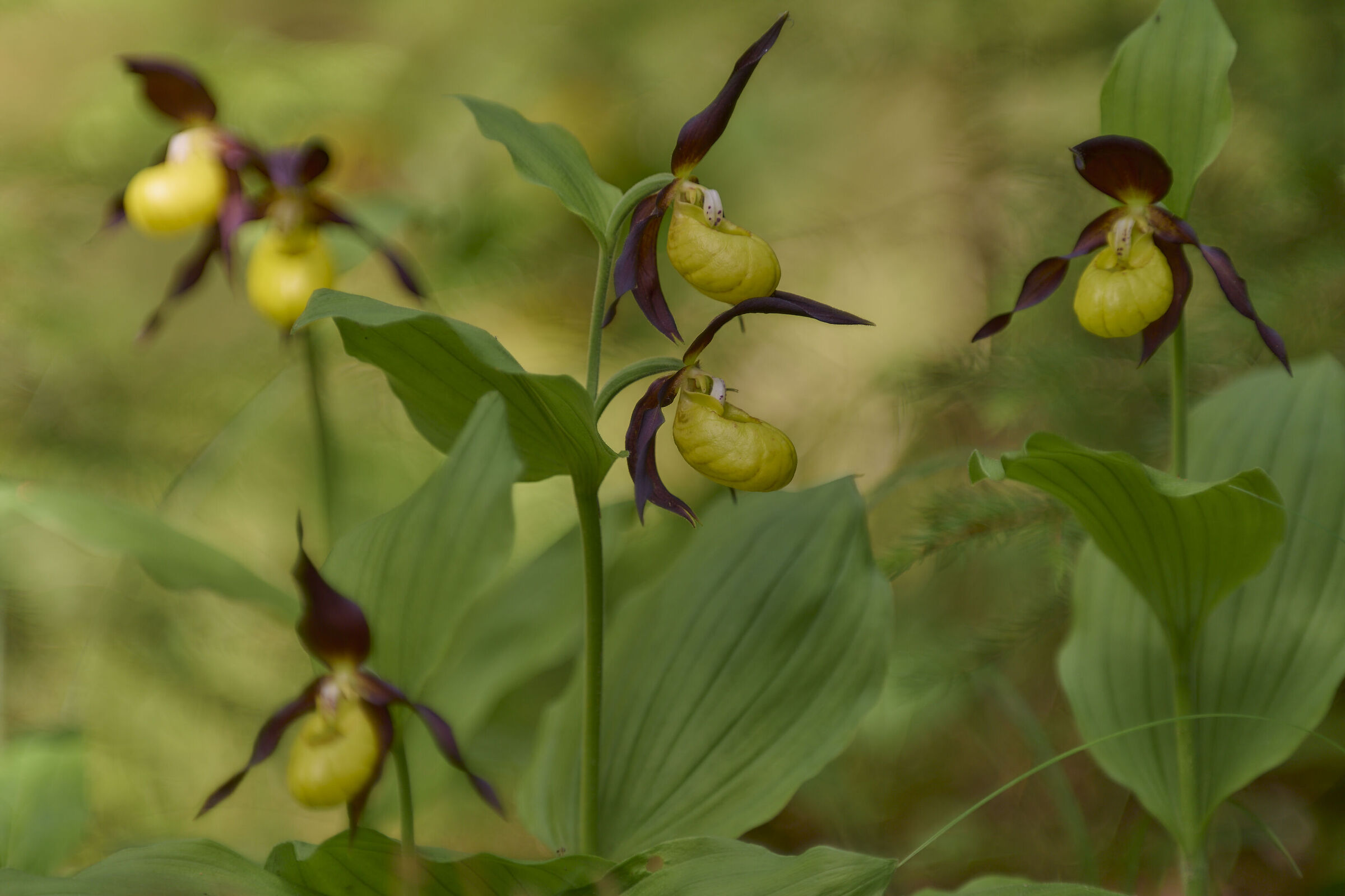 Cypripedium calceolus