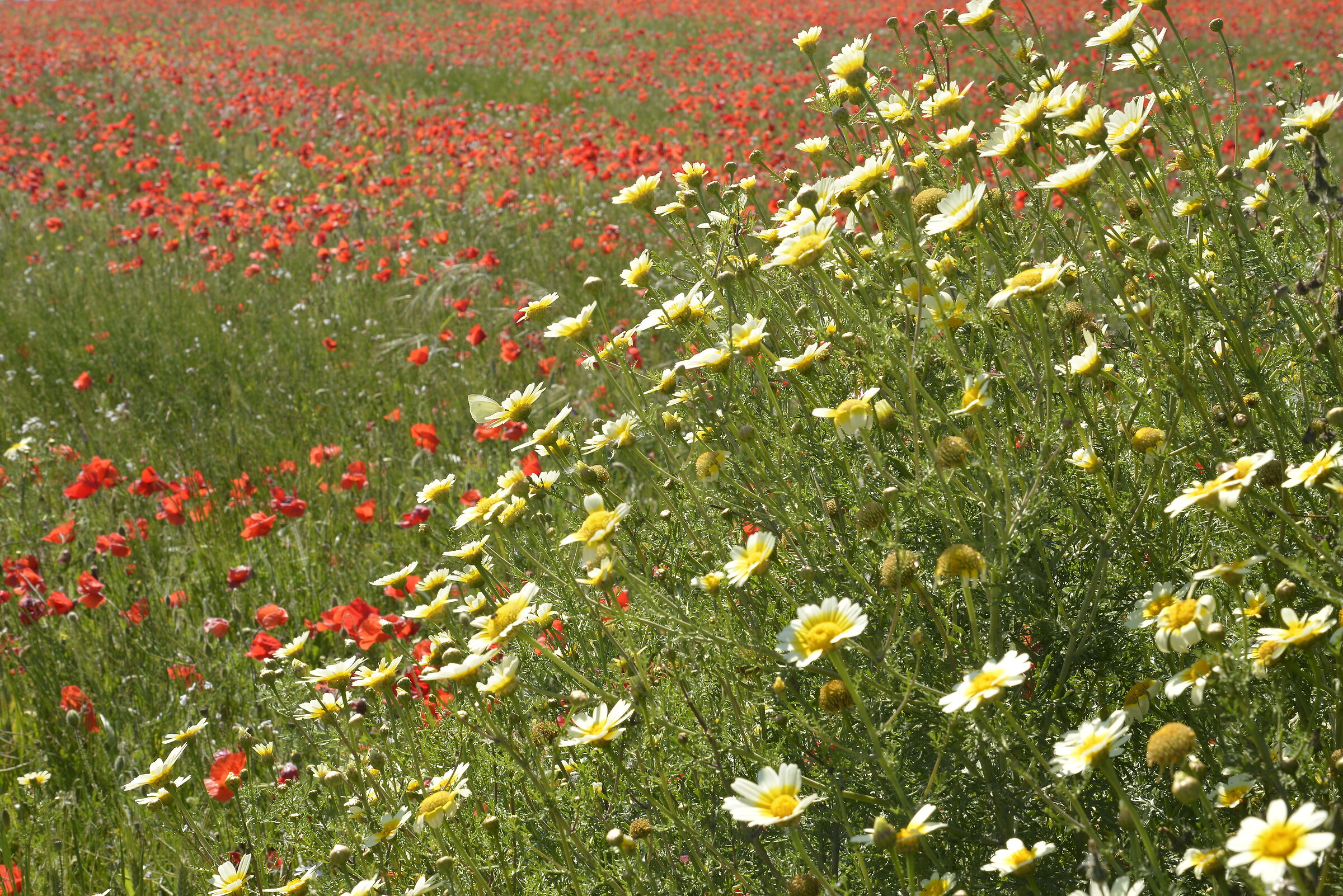 ....ma sono 1000 papaveri rossi.