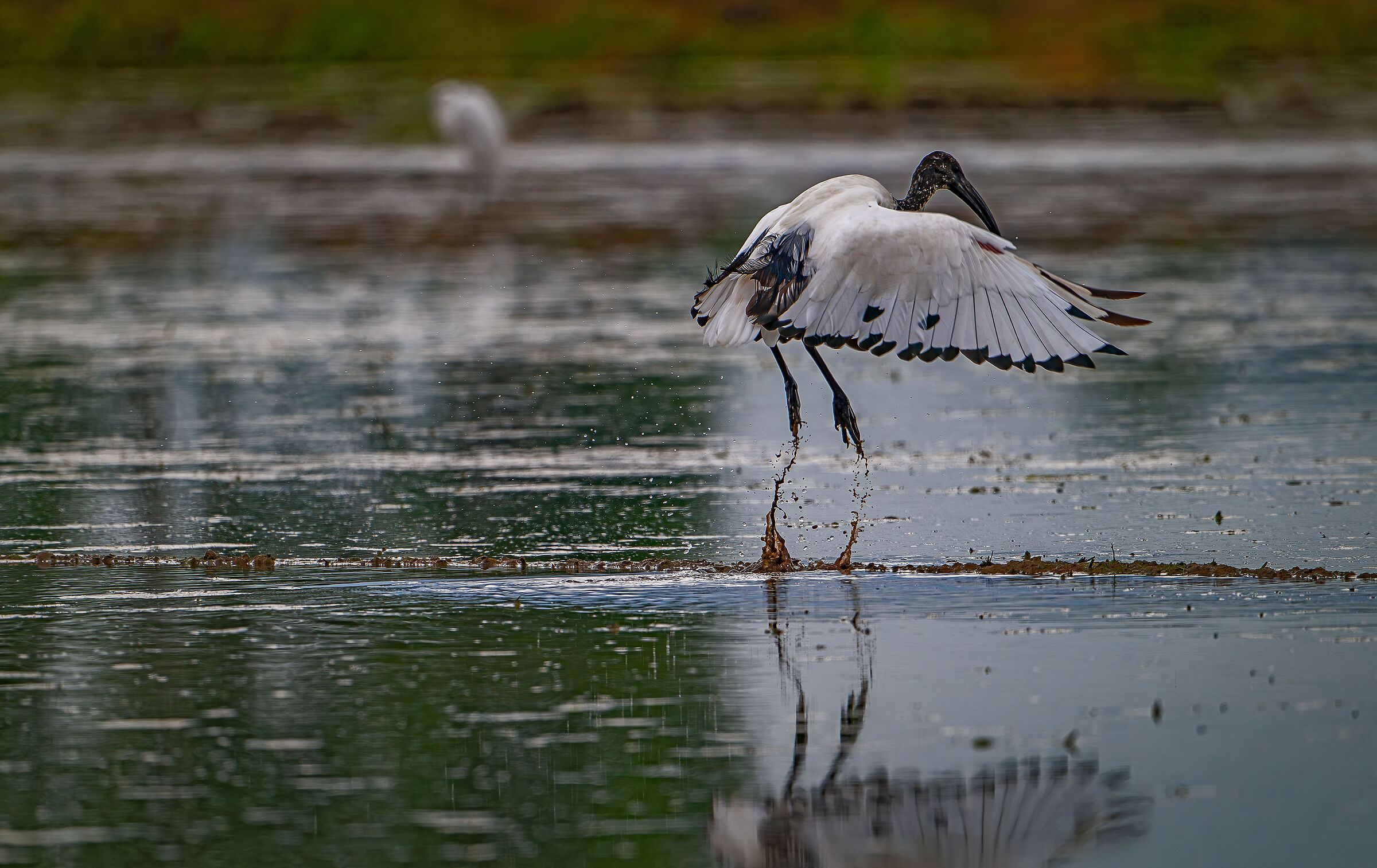 Sacred Ibis