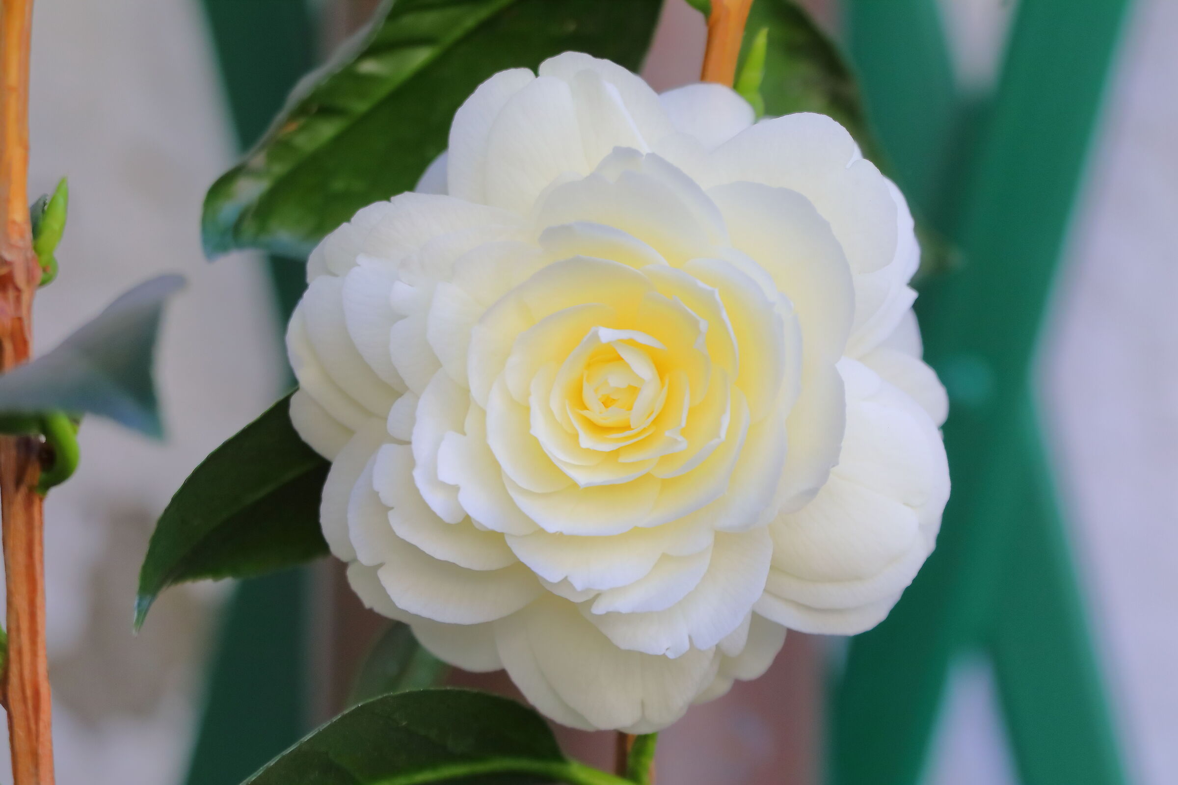 Camelia 16 March 2024 - 0037