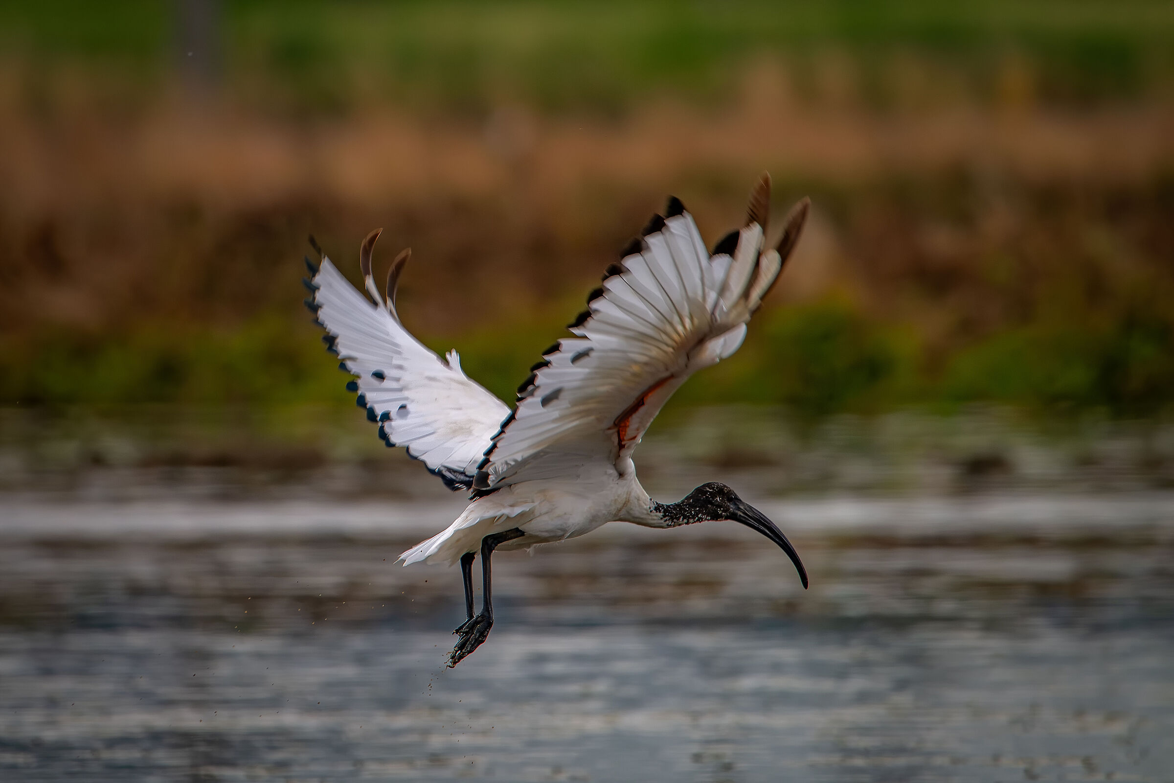 Sacred Ibis