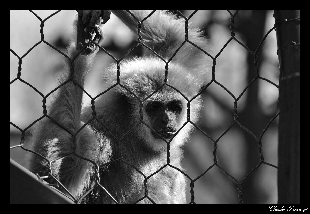 La faccia triste di una prigione...