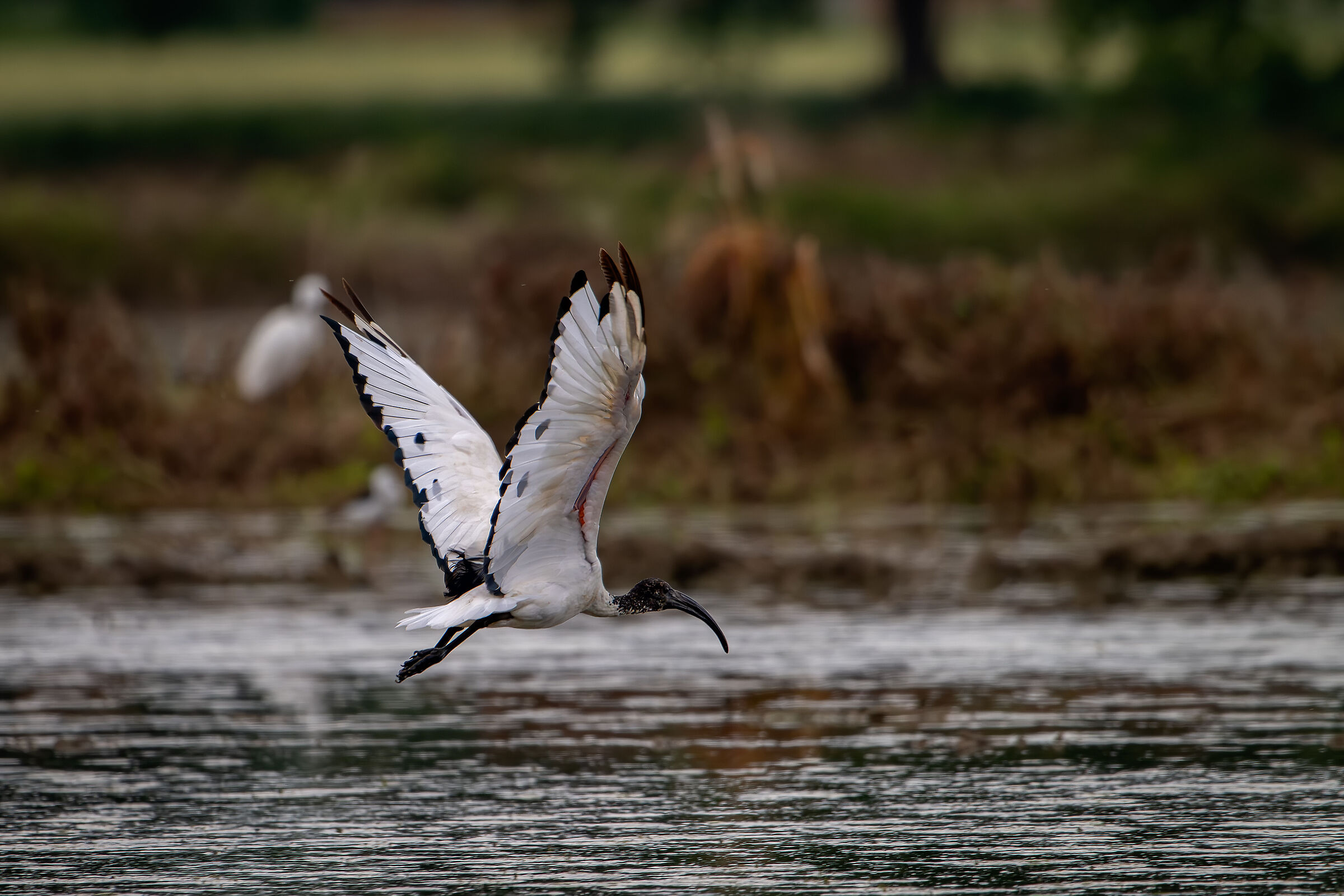 Sacred Ibis