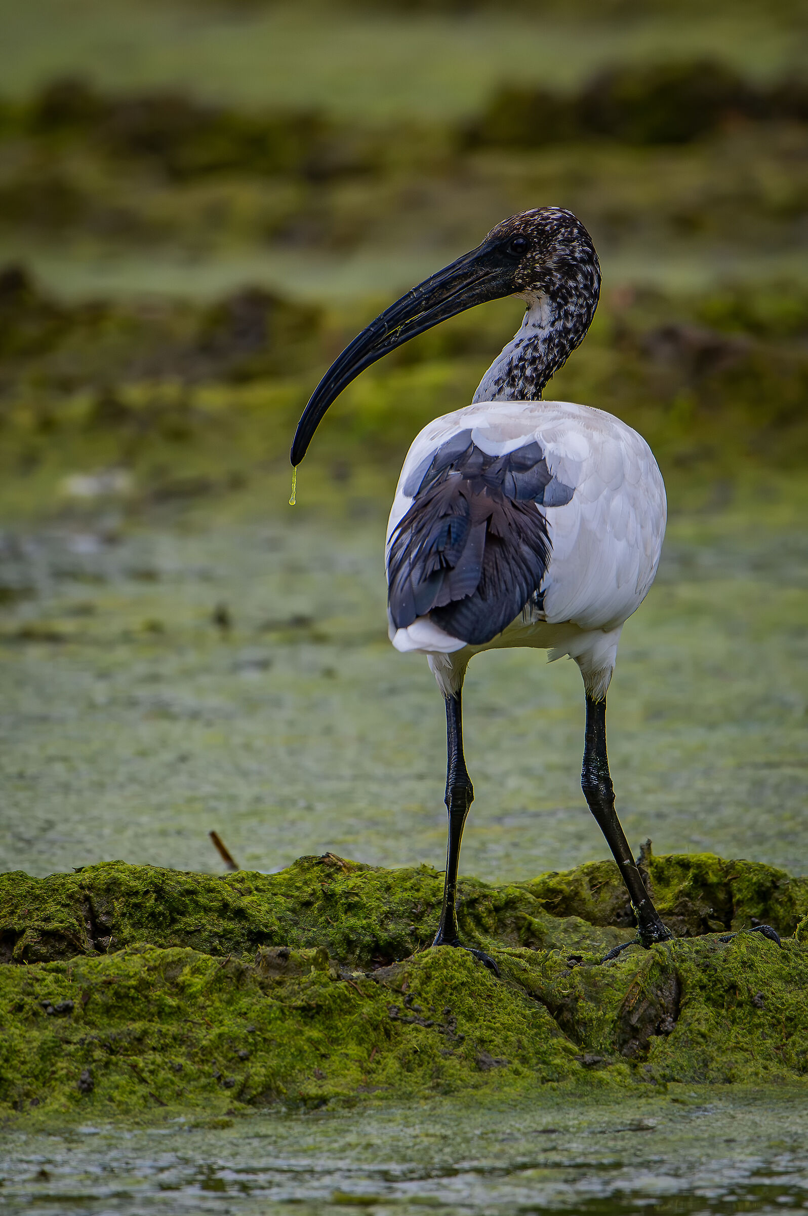 Sacred Ibis