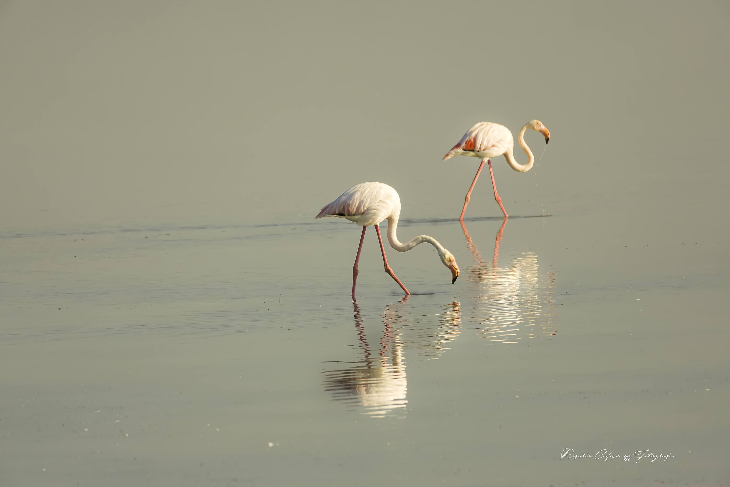 It's let's try the birdlife