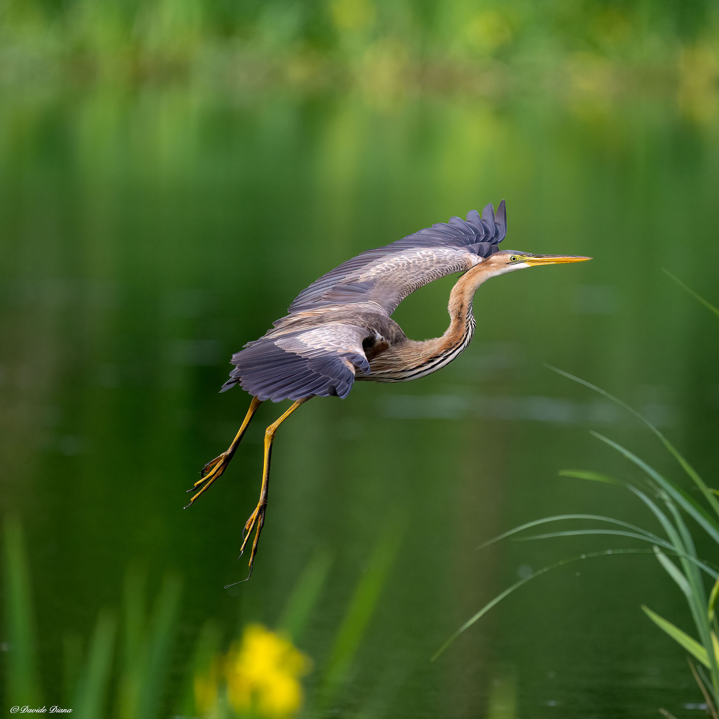 Red Heron