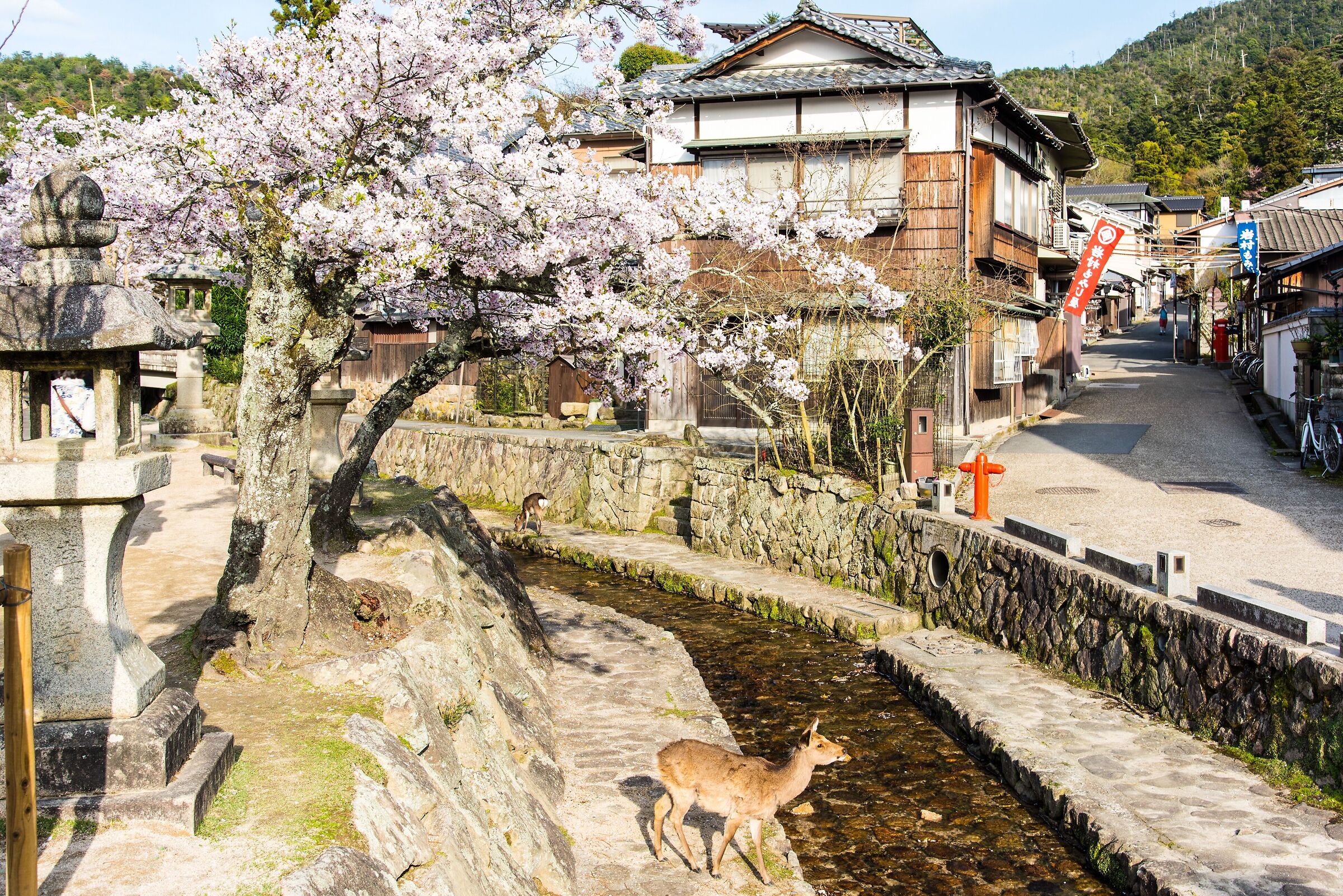 Miyajima Island