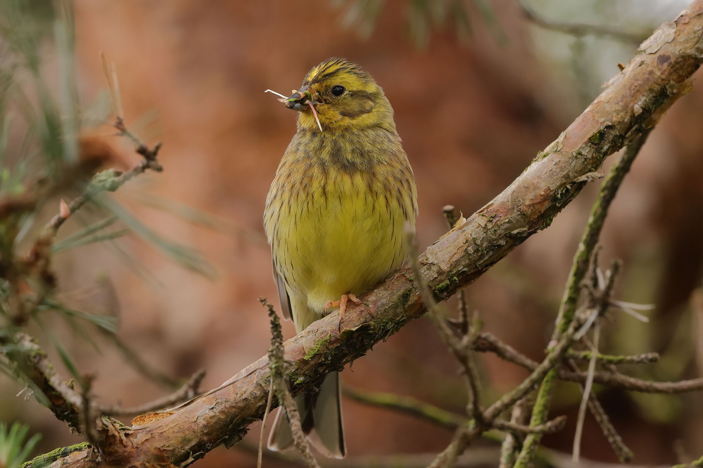 Yellowhammer