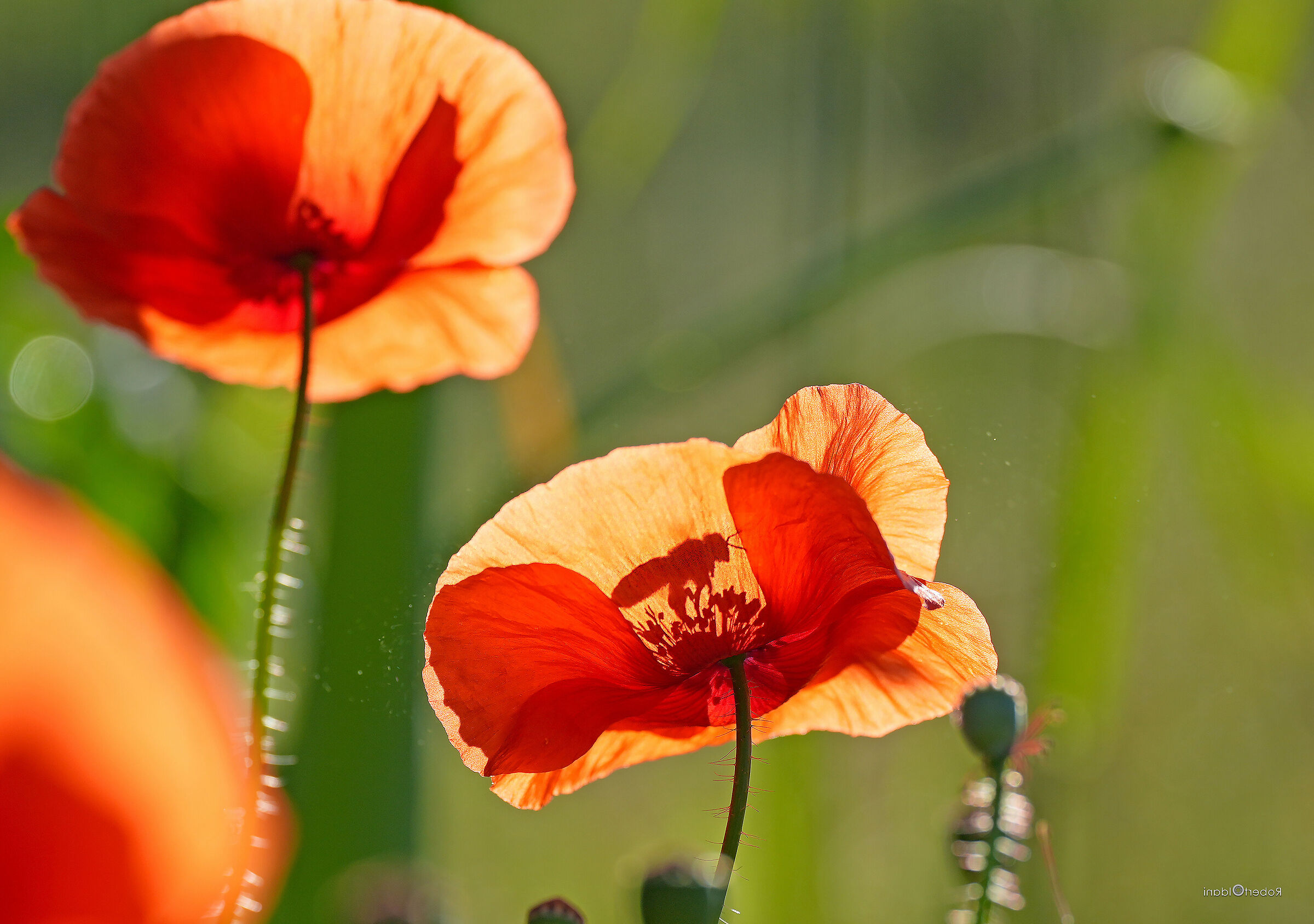Poppies