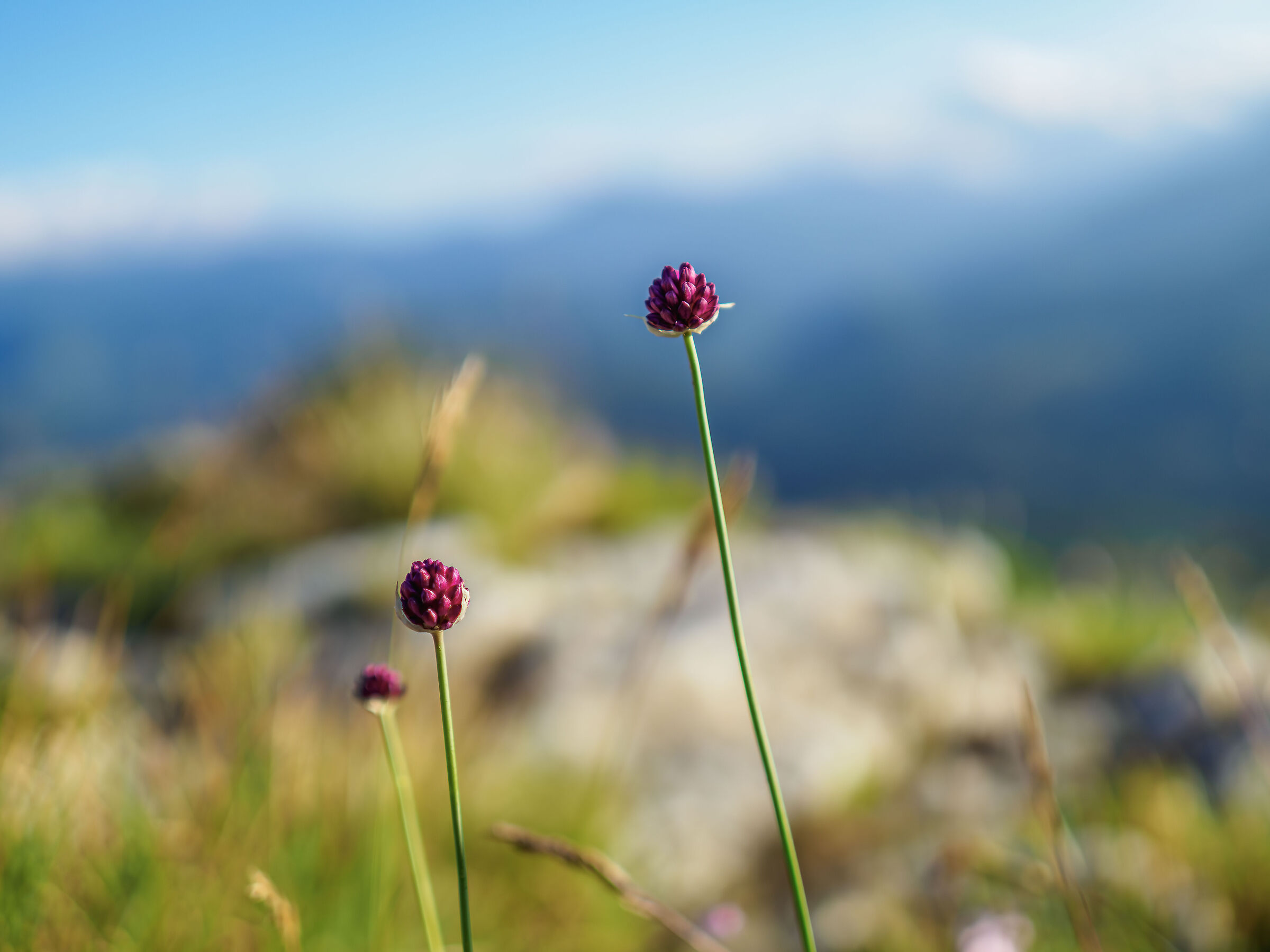 Flower Stone Bismantova