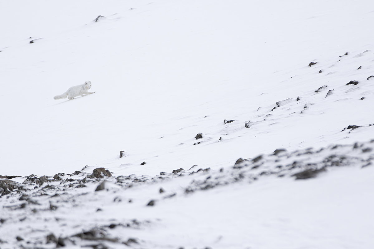 L'ambiente della Volpe