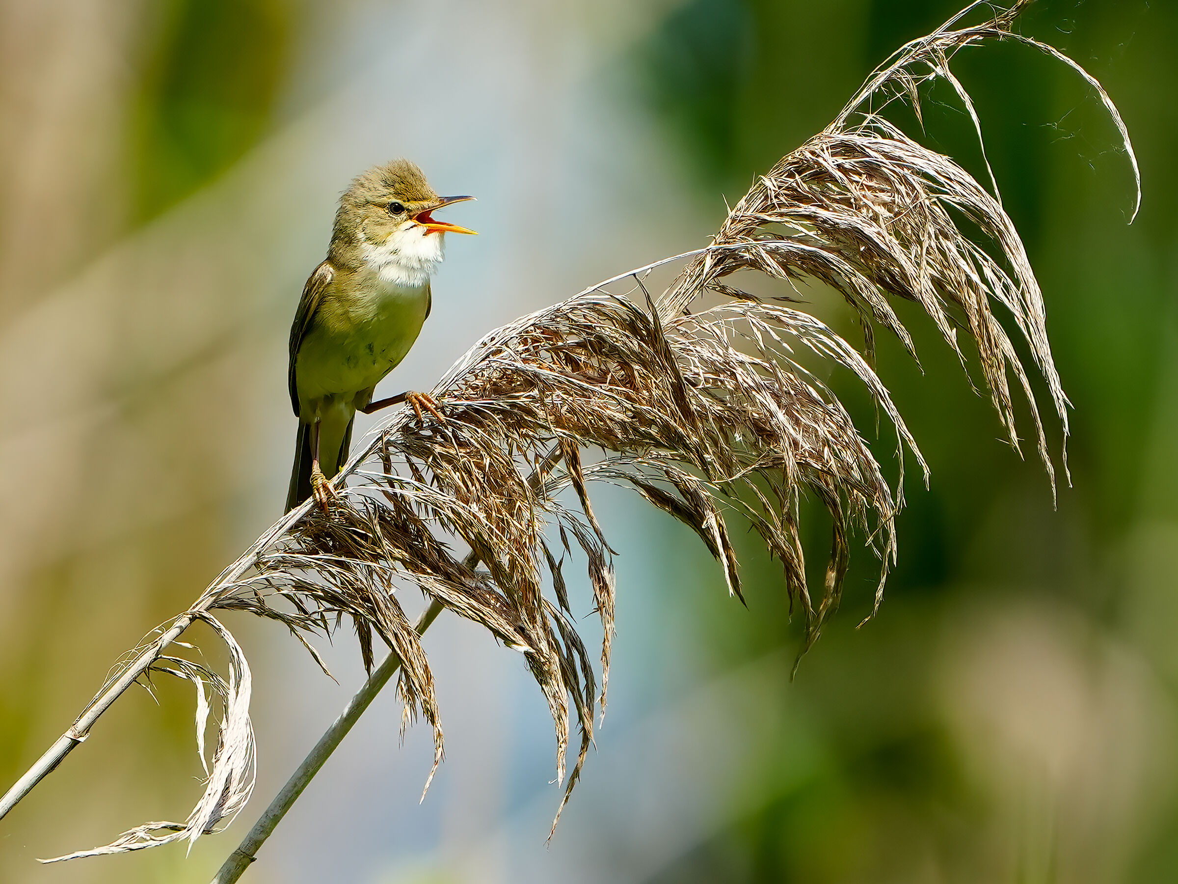 Reed Warbler